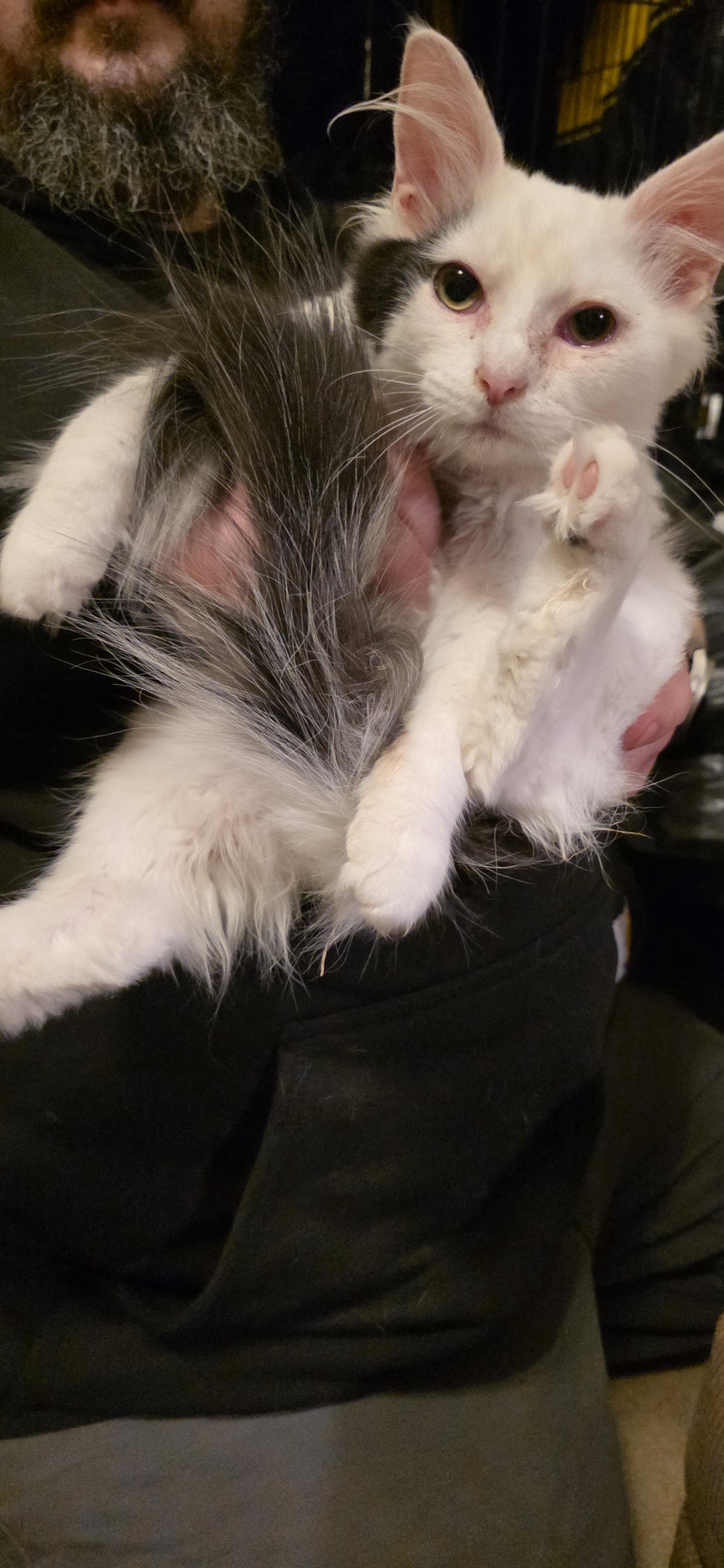 Enlarge Othello, a ADOPTABLE Domestic Medium Hair in Richmond, VA image 6/6