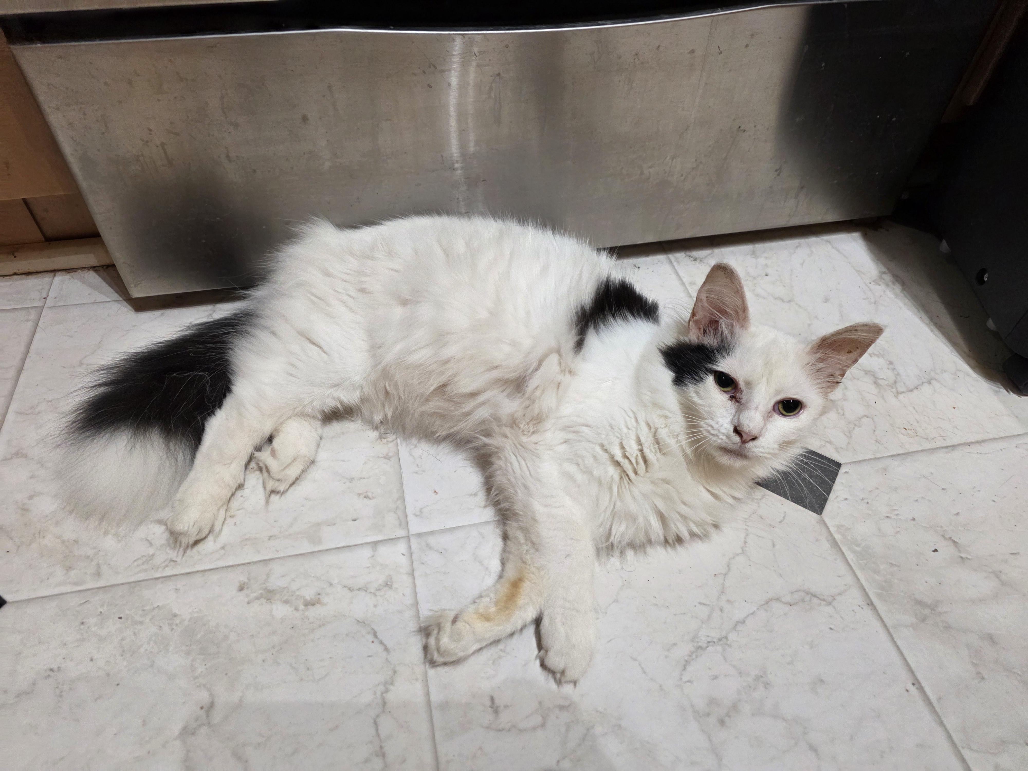 Othello, a ADOPTABLE Domestic Medium Hair in Richmond, VA image 4/6
