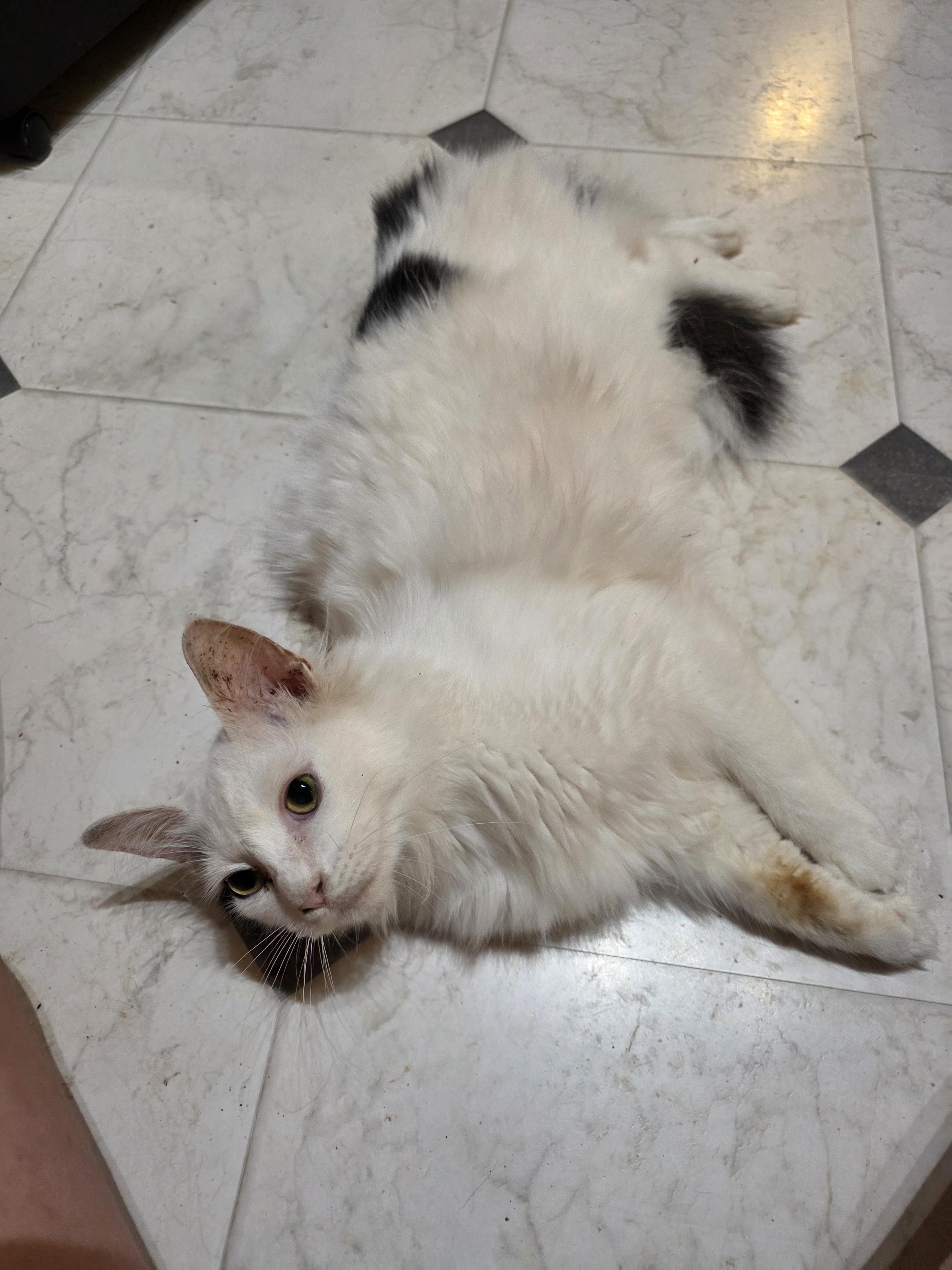 Othello, a ADOPTABLE Domestic Medium Hair in Richmond, VA image 2/6