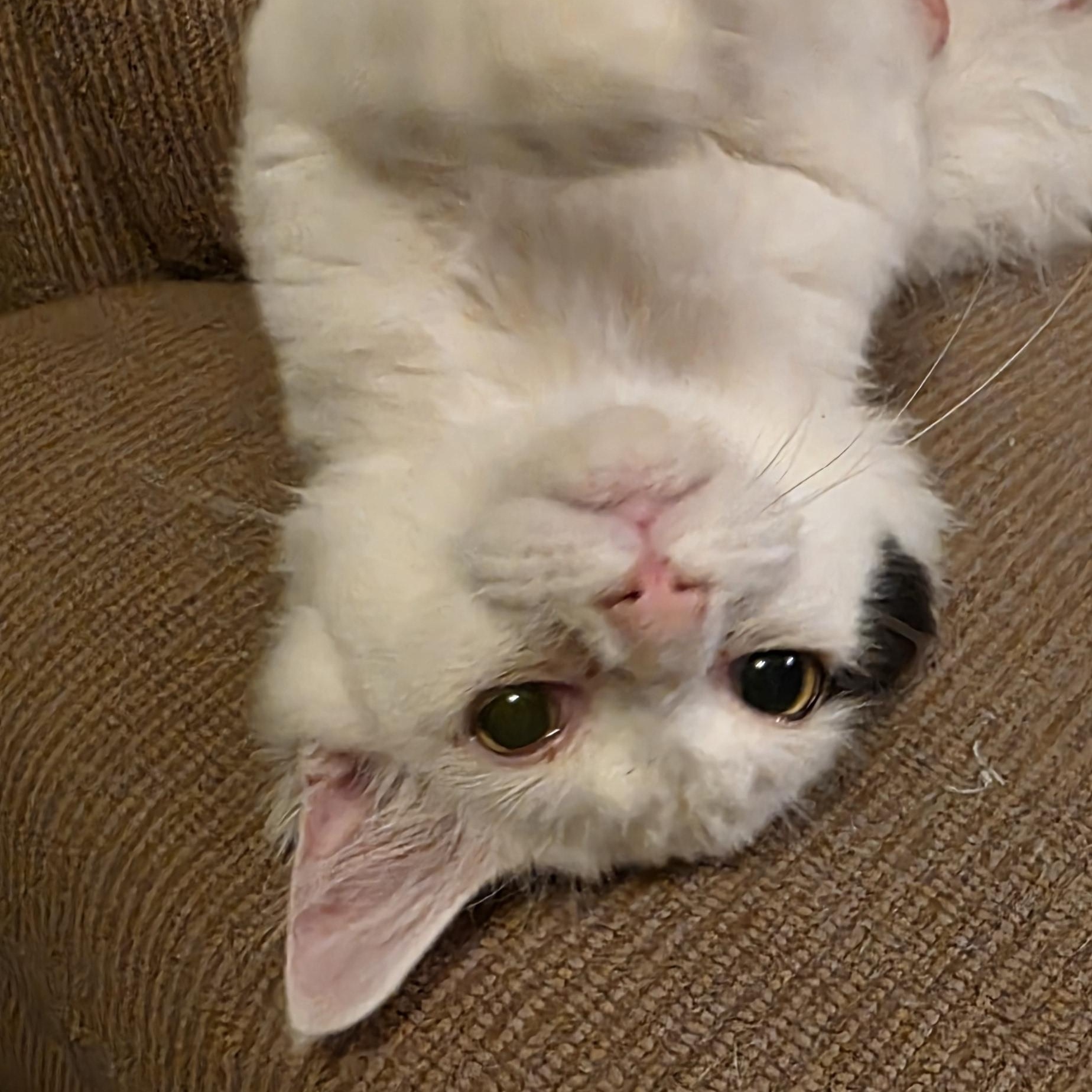 Enlarge Othello, a ADOPTABLE Domestic Medium Hair in Richmond, VA image 5/6