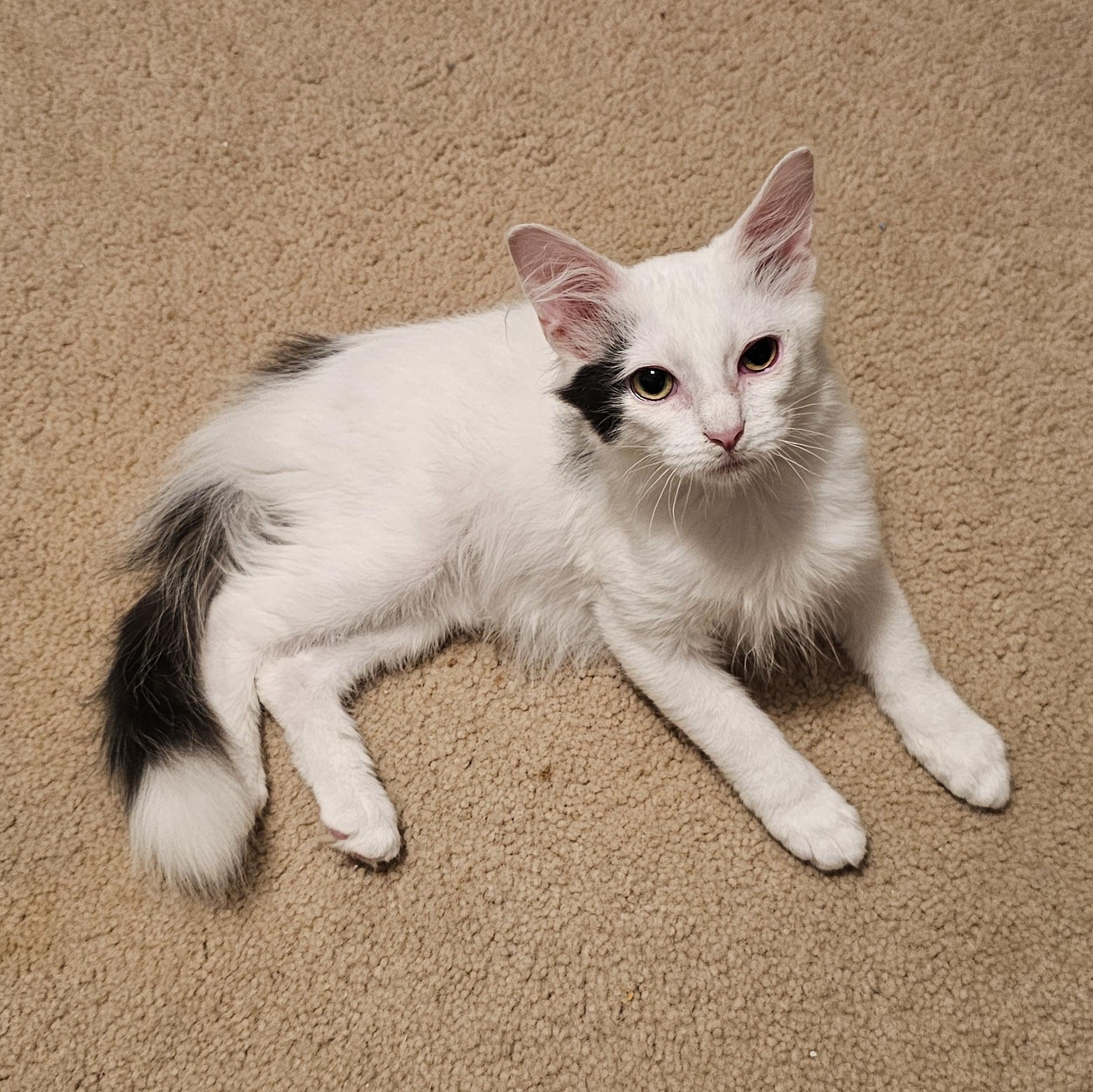 Enlarge Othello, a ADOPTABLE Domestic Medium Hair in Richmond, VA image 1/6