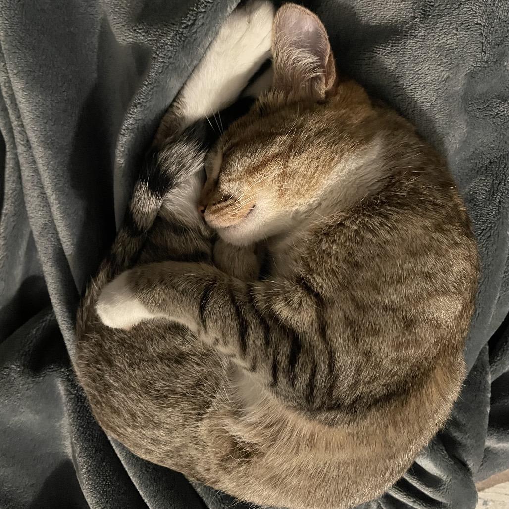 Enlarge Chloe, a Adoptable Domestic Short Hair in Sunnyvale, CA image 1/4