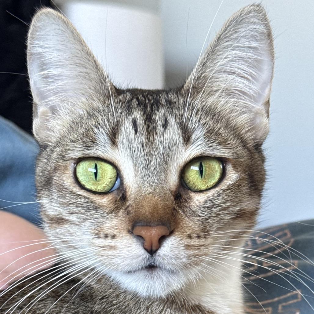 Enlarge Chloe, a Adoptable Domestic Short Hair in Sunnyvale, CA image 2/4