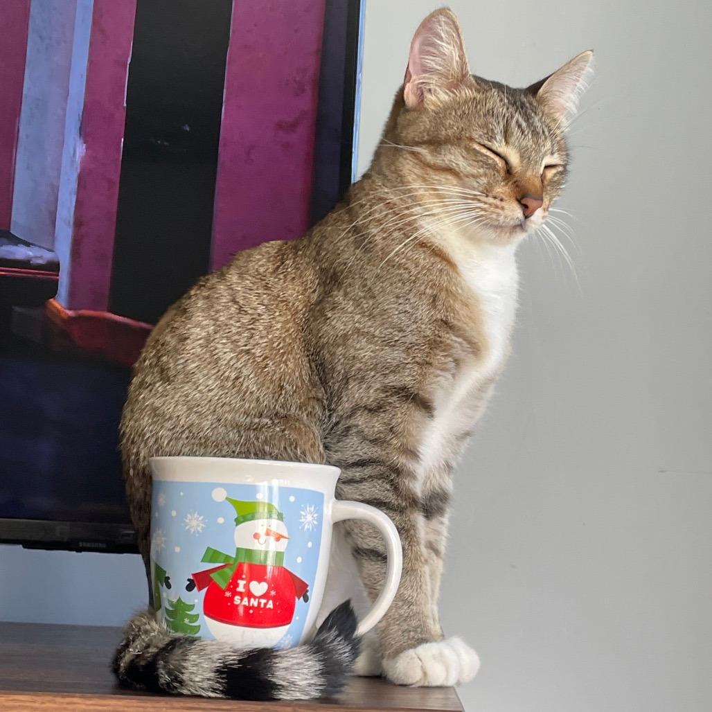 Enlarge Chloe, a Adoptable Domestic Short Hair in Sunnyvale, CA image 3/4