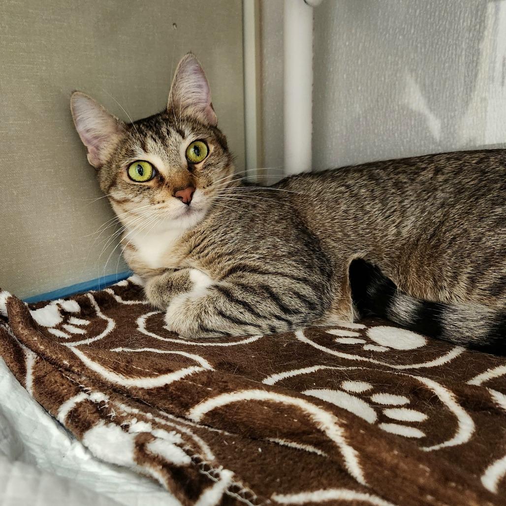 Enlarge Chloe, a Adoptable Domestic Short Hair in Sunnyvale, CA image 4/4