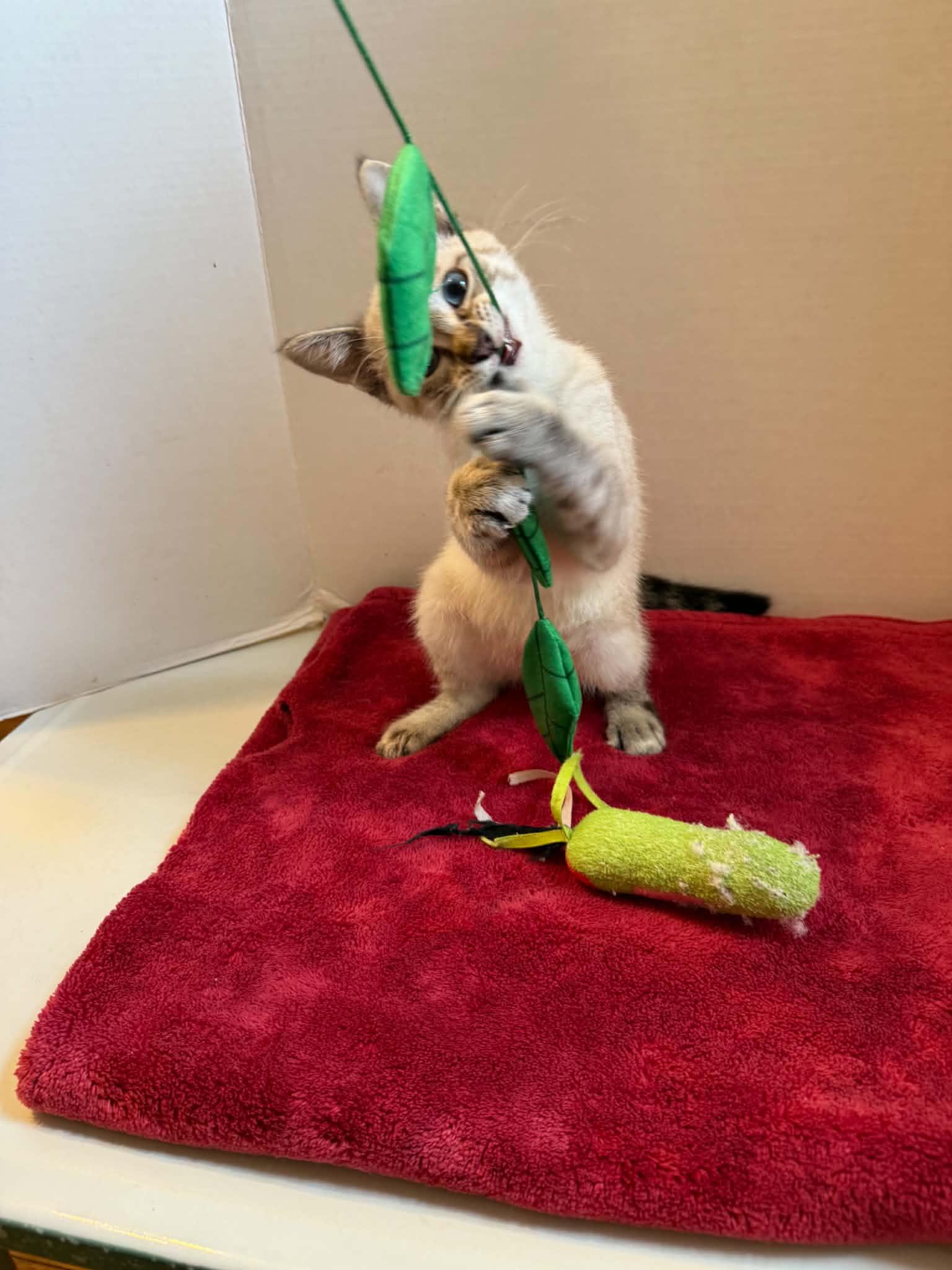 Enlarge Peter Pan, an adopted mixed breed in Park Hill, OK image 2/5