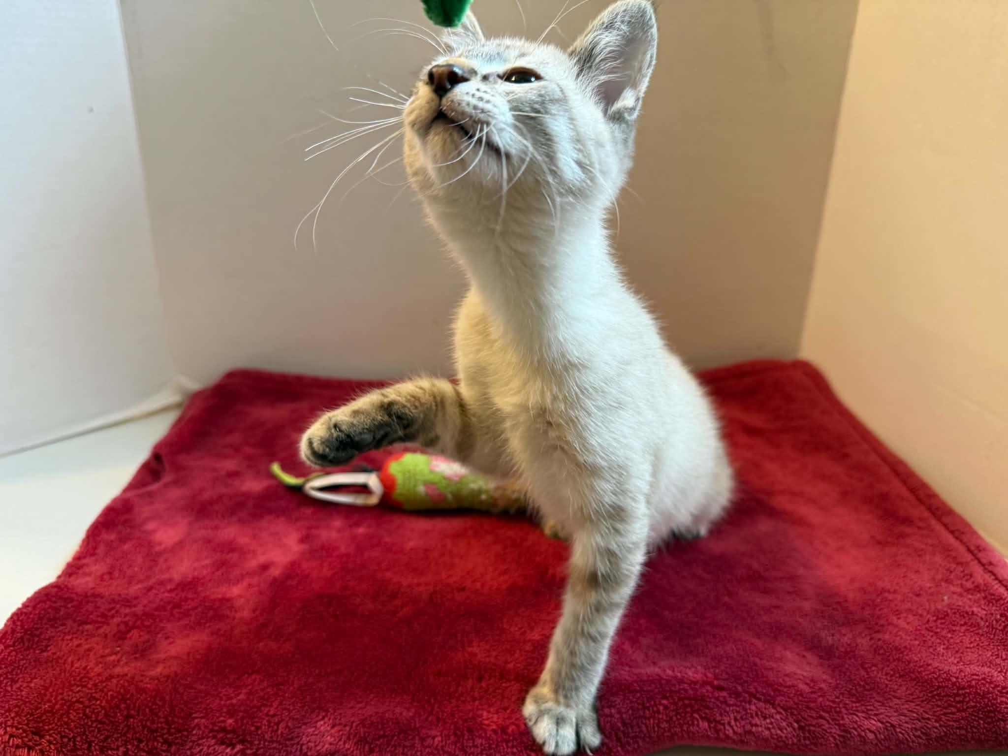 Enlarge Peter Pan, an adopted mixed breed in Park Hill, OK image 3/5