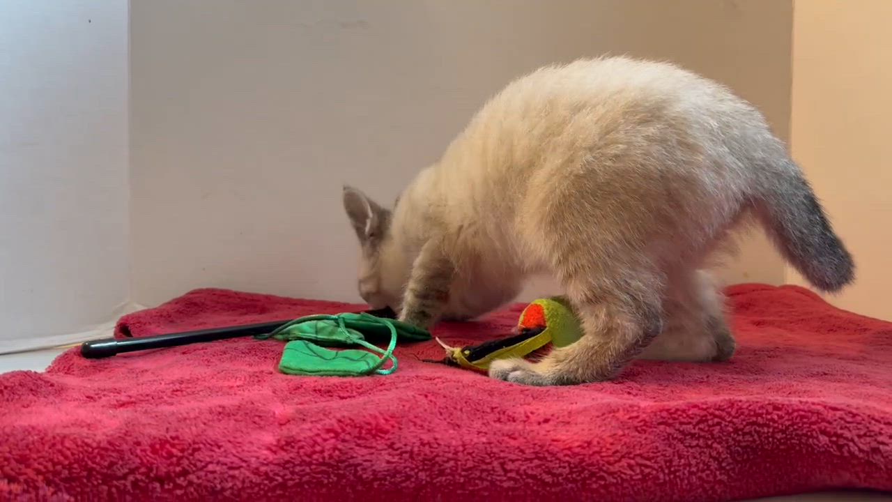 Enlarge Peter Pan, an adopted mixed breed in Park Hill, OK video 5/5