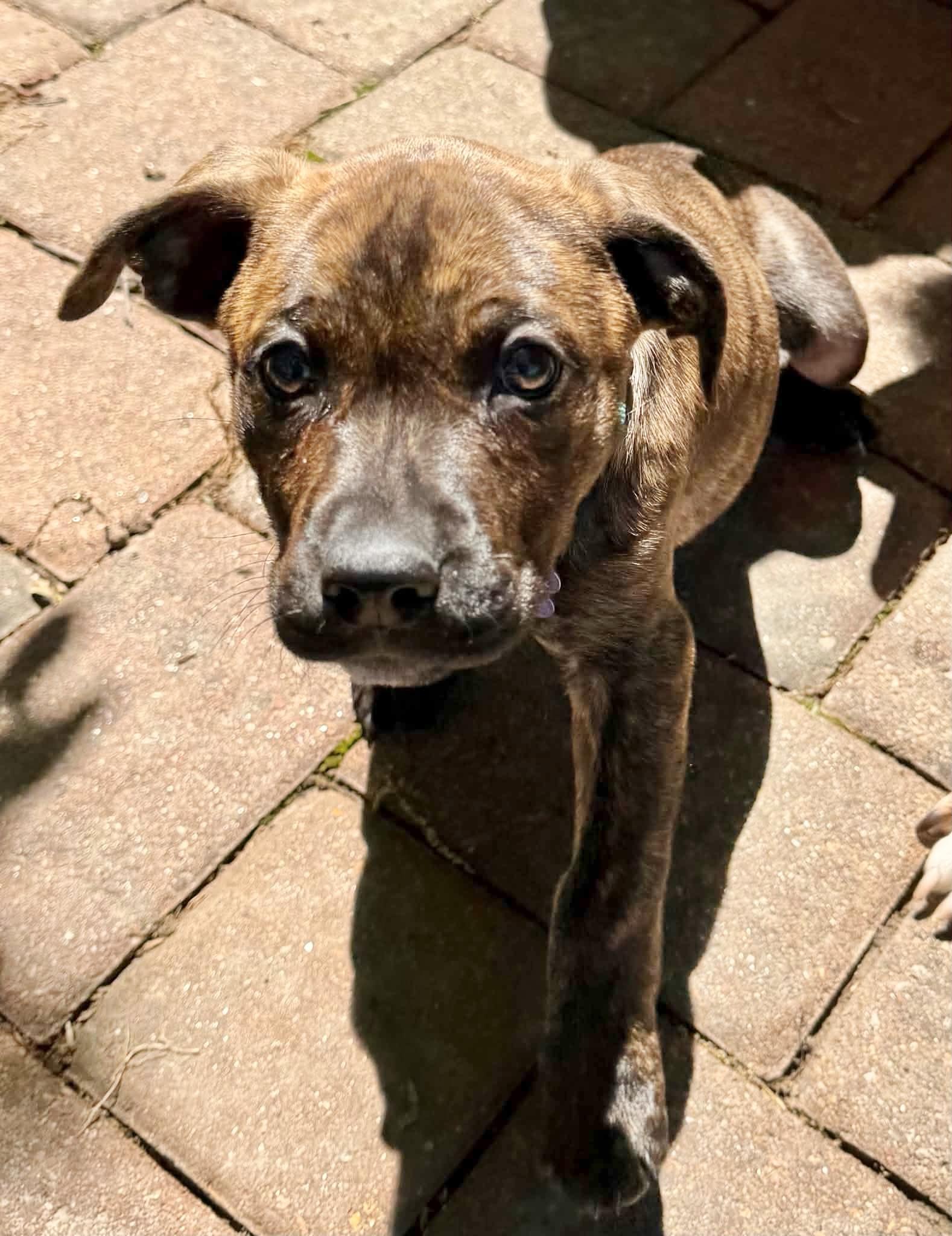 Enlarge Wilma, a ADOPTABLE Mixed Breed in Columbia, MO image 2/5