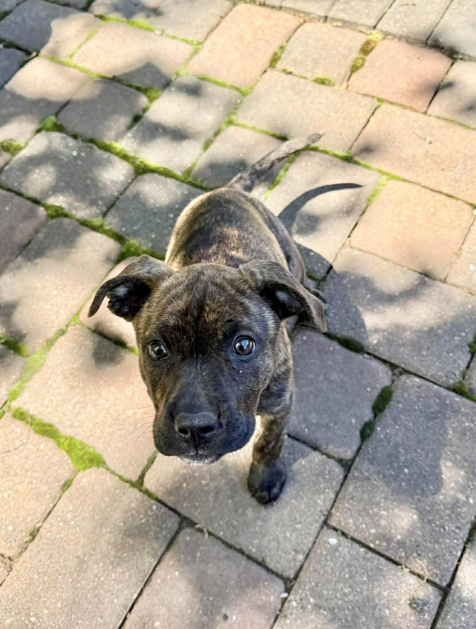 Enlarge Wilma, a ADOPTABLE Mixed Breed in Columbia, MO image 3/5