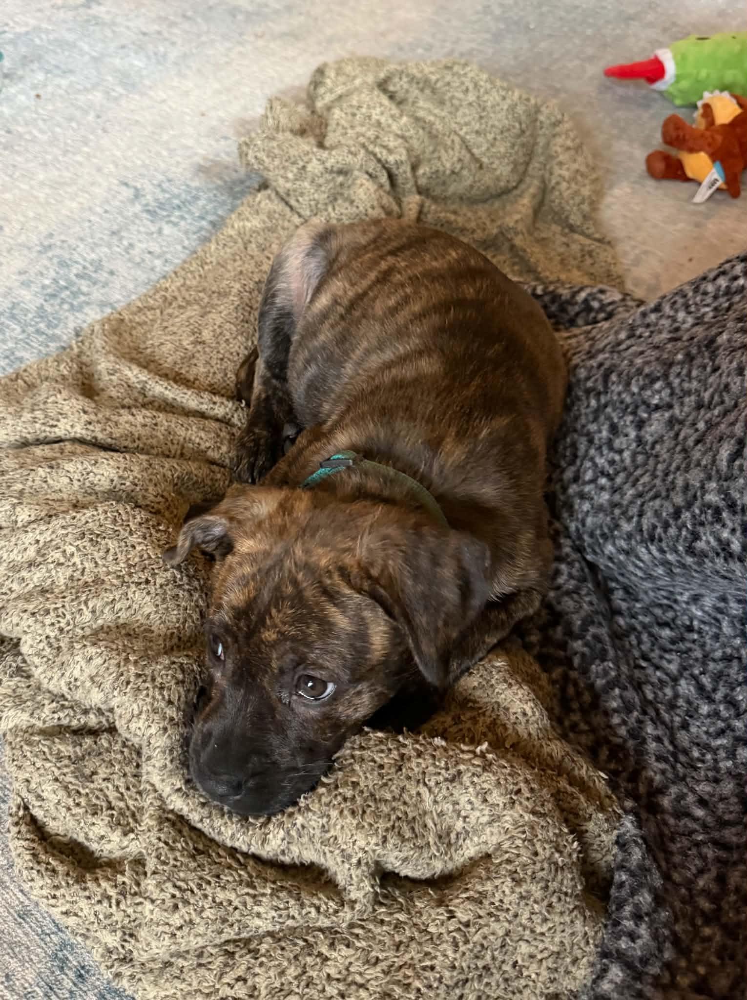 Enlarge Wilma, a ADOPTABLE Mixed Breed in Columbia, MO image 5/5