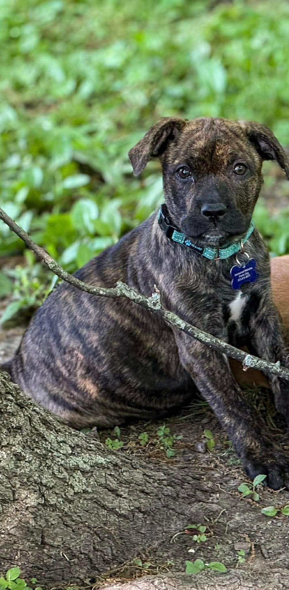 Wilma, ADOPTABLE, Puppy Female Mixed Breed.