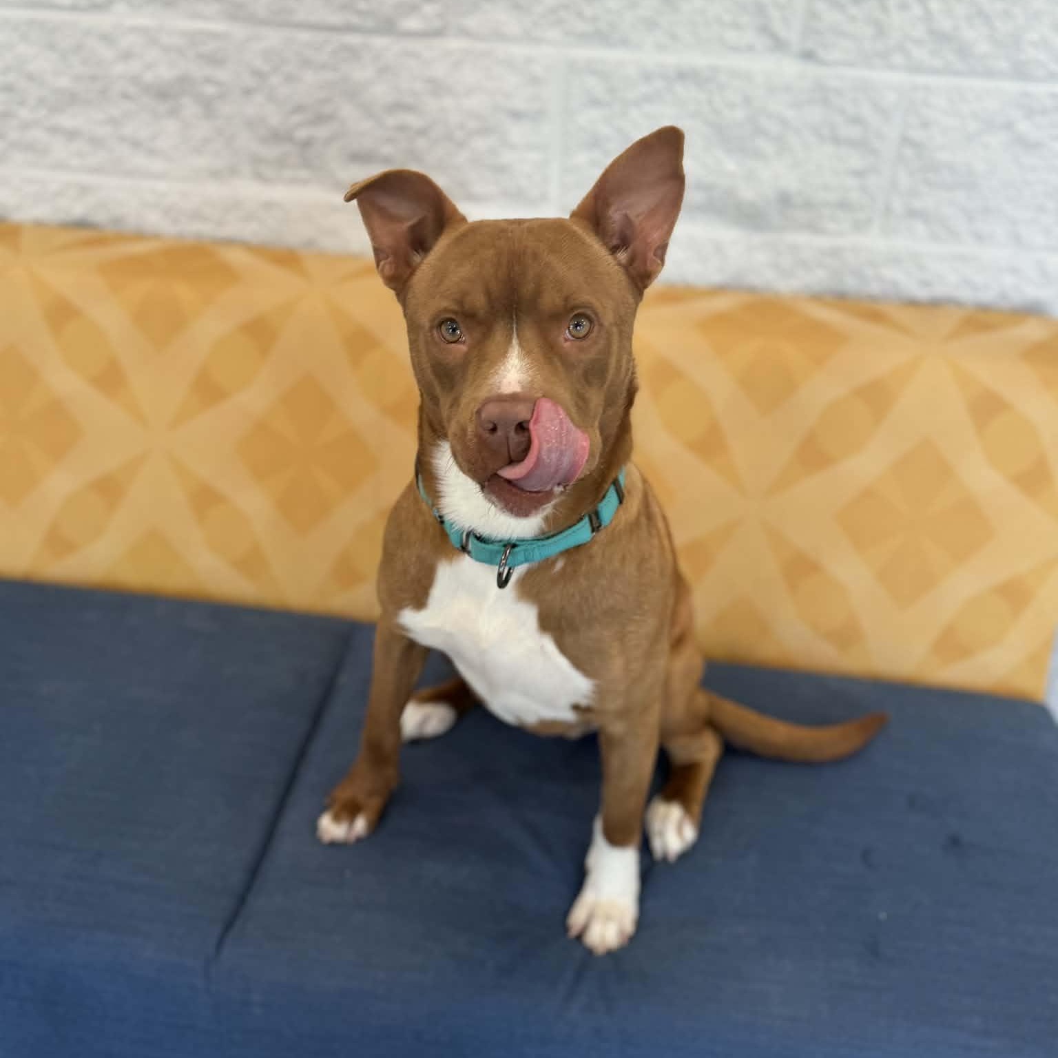 Enlarge Bullseye, a ADOPTABLE mixed breed in Danbury, CT image 3/5