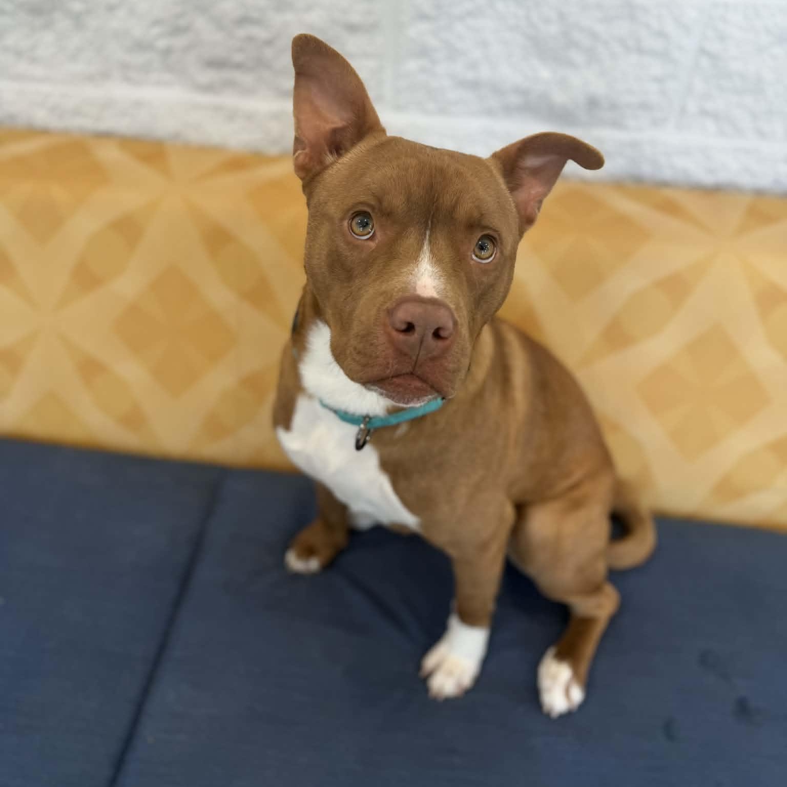 Enlarge Bullseye, a ADOPTABLE mixed breed in Danbury, CT image 1/5