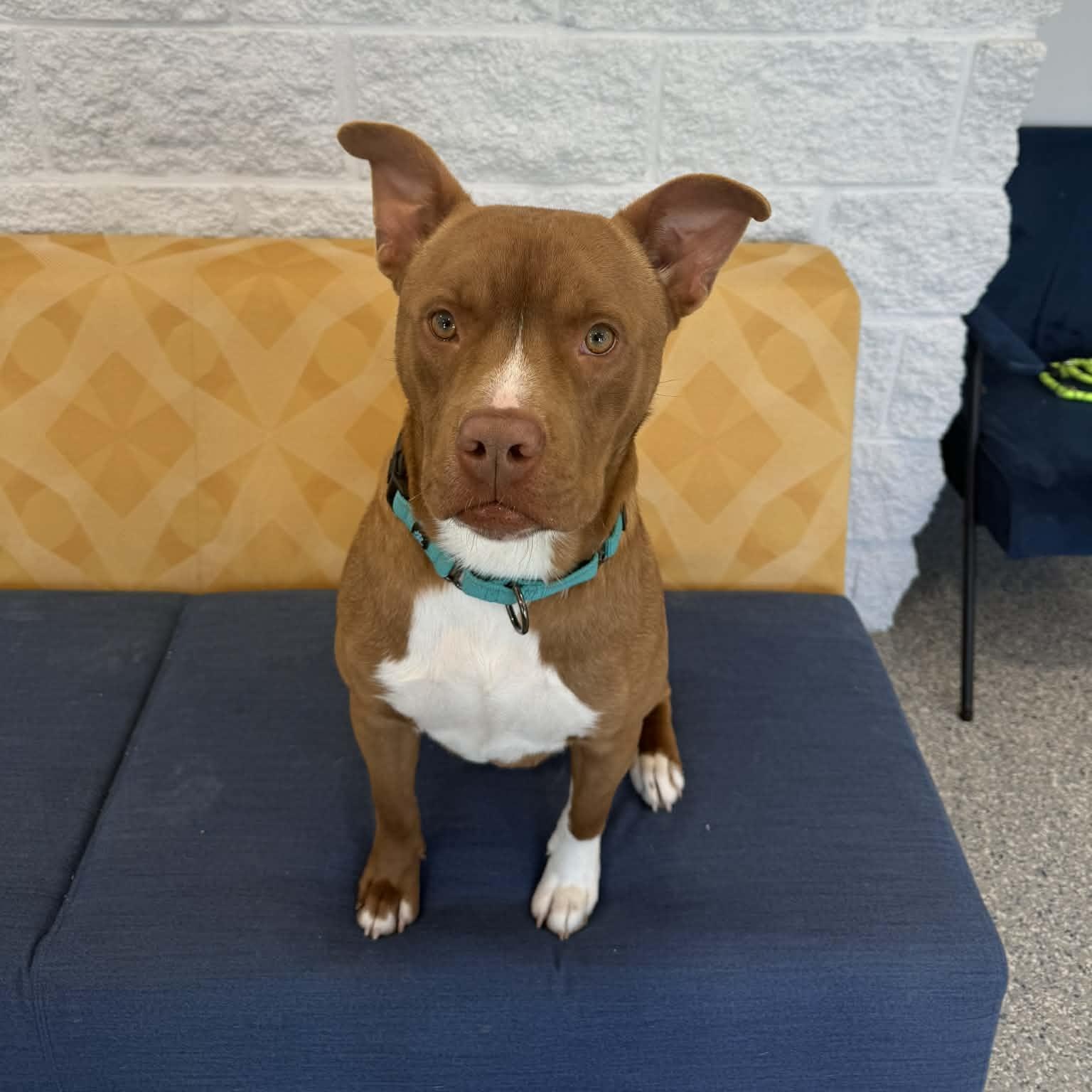 Enlarge Bullseye, a ADOPTABLE mixed breed in Danbury, CT image 5/5