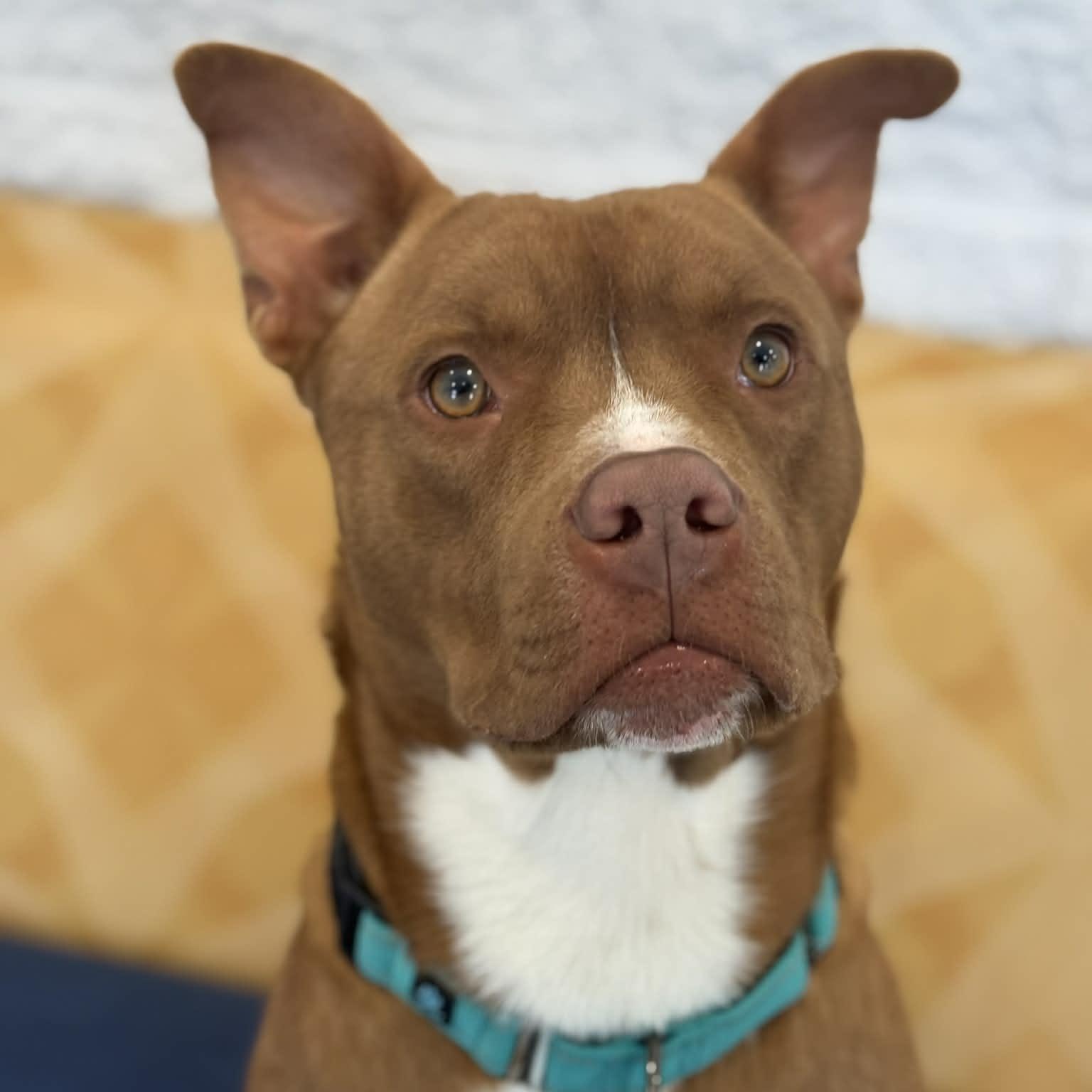 Enlarge Bullseye, a ADOPTABLE mixed breed in Danbury, CT image 2/5