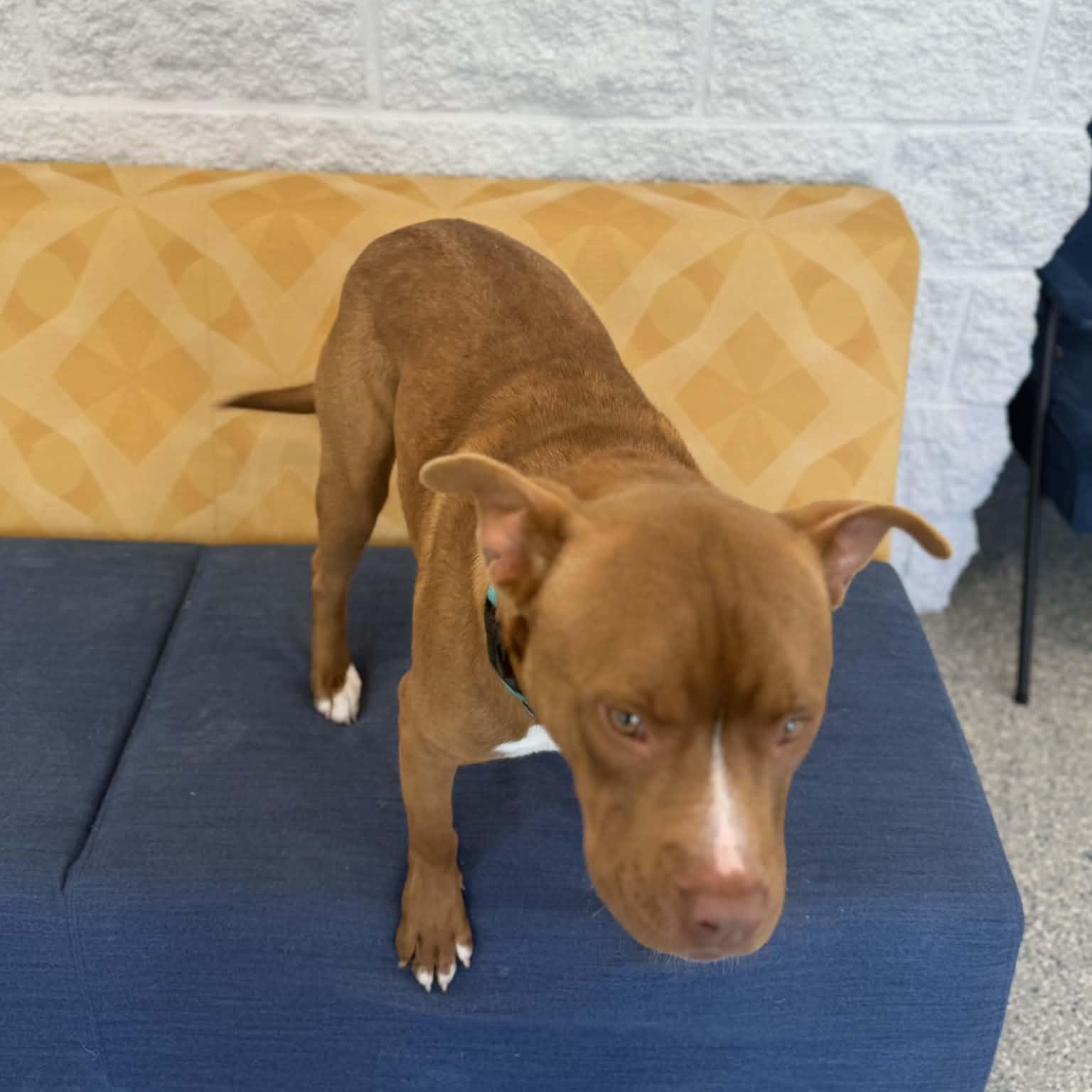 Enlarge Bullseye, a ADOPTABLE mixed breed in Danbury, CT image 4/5