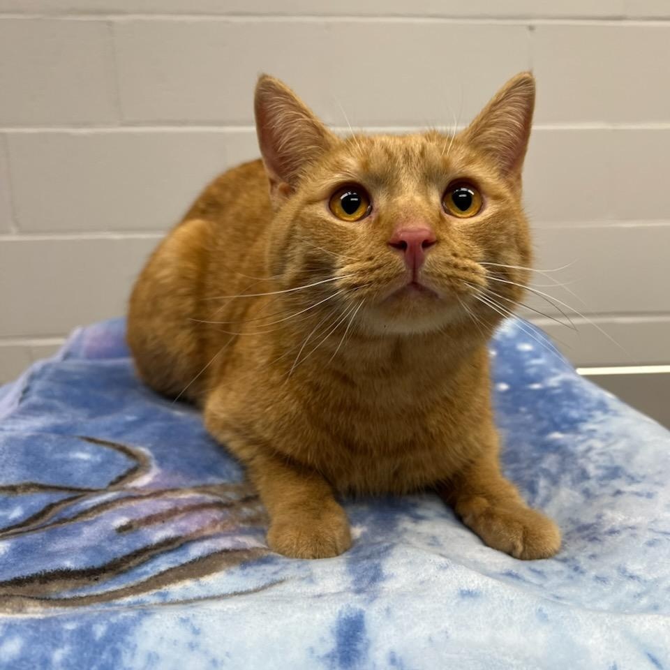 Buster, an adopted Domestic Short Hair in Greensburg, PA image 5/5