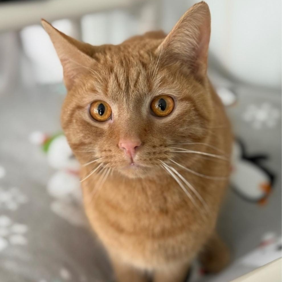 Buster, an adopted Domestic Short Hair in Greensburg, PA image 4/5