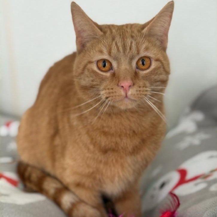 Buster, an adopted Domestic Short Hair in Greensburg, PA image 1/5