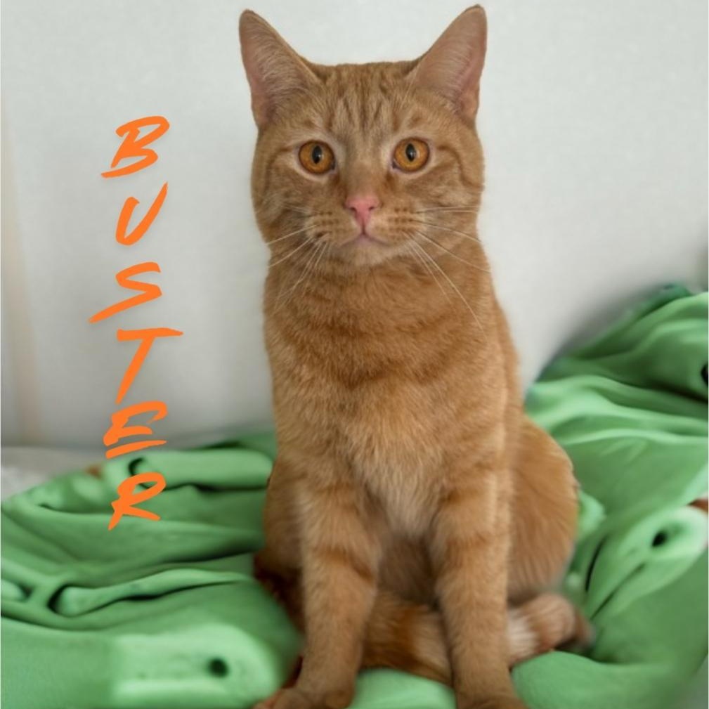 Buster, an adopted Domestic Short Hair in Greensburg, PA image 3/5