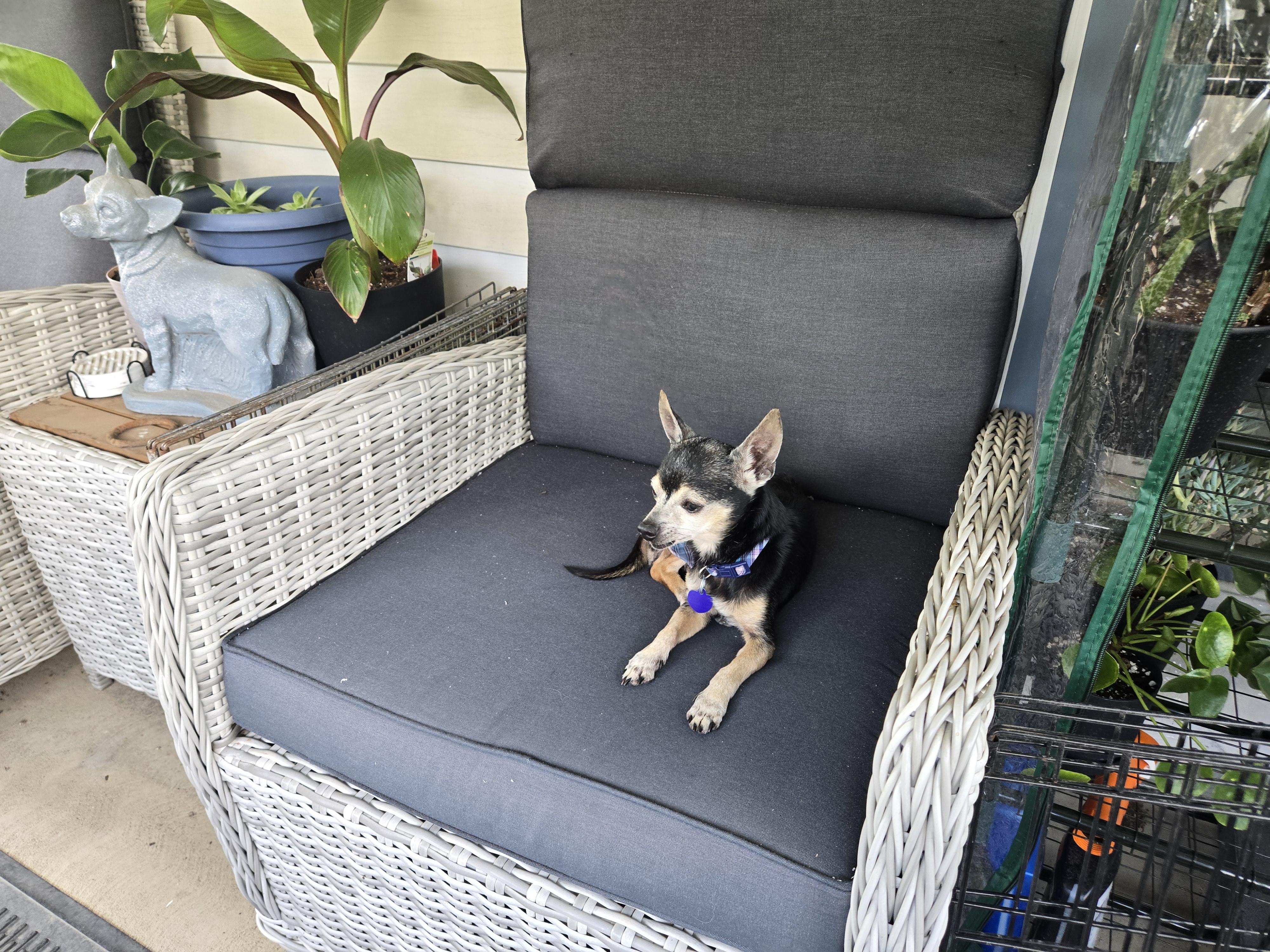 Enlarge Tito, a ADOPTABLE Chihuahua in El Dorado, KS image 3/5
