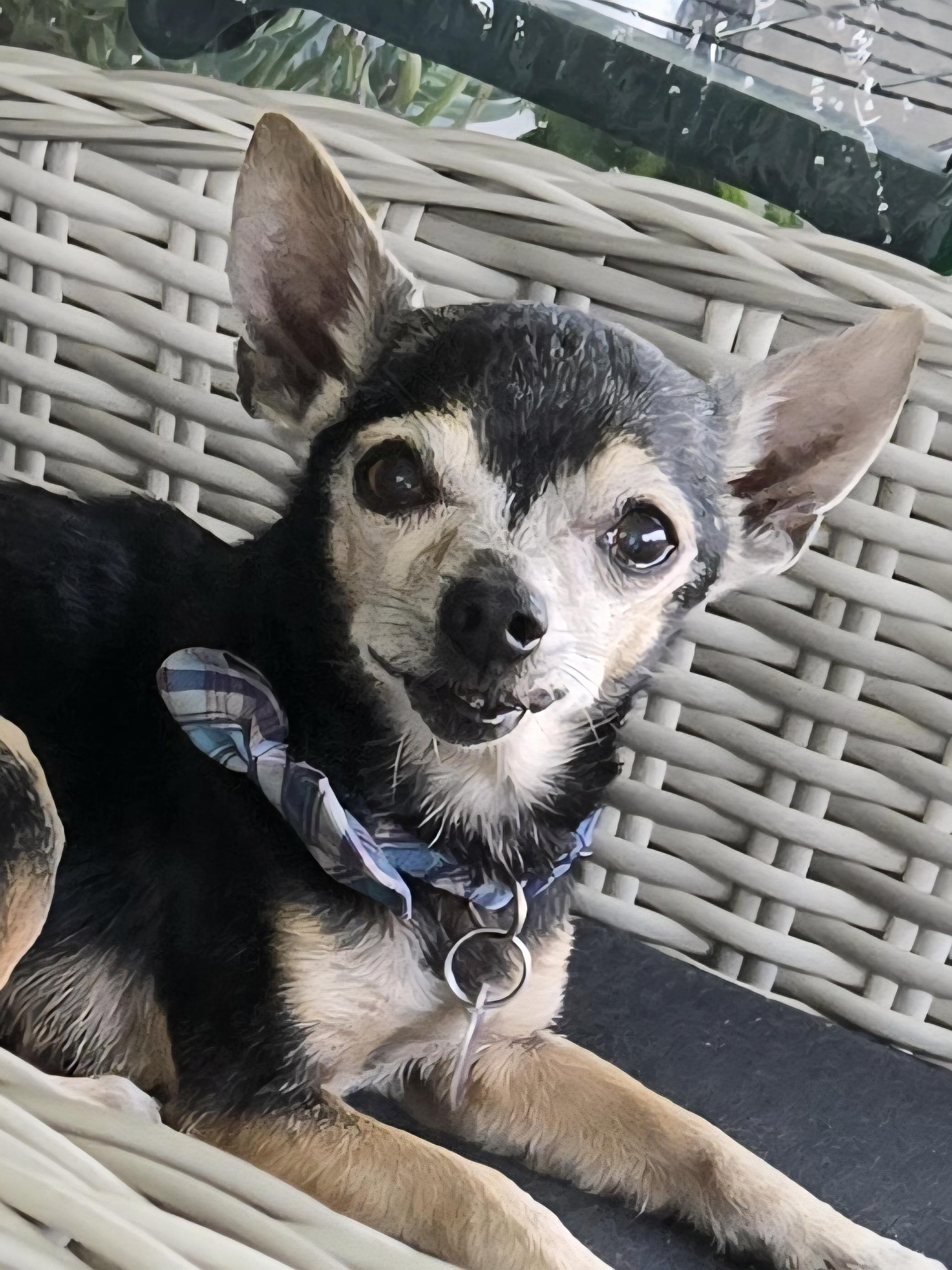 Enlarge Tito, a ADOPTABLE Chihuahua in El Dorado, KS image 4/5