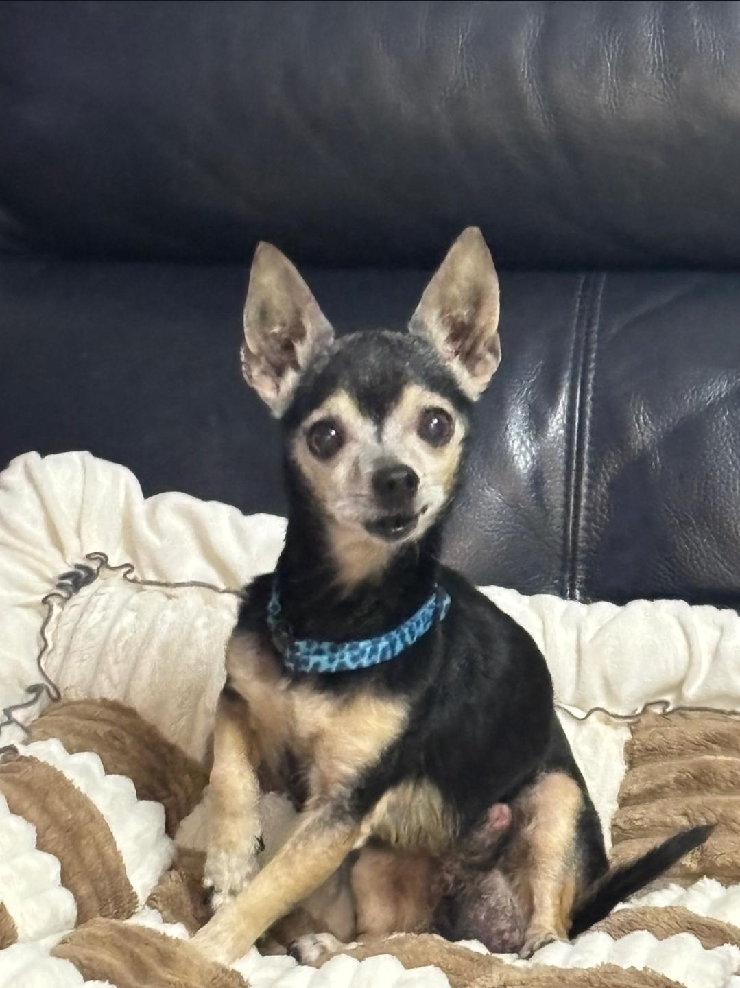 Tito, ADOPTABLE, Senior Male Chihuahua.