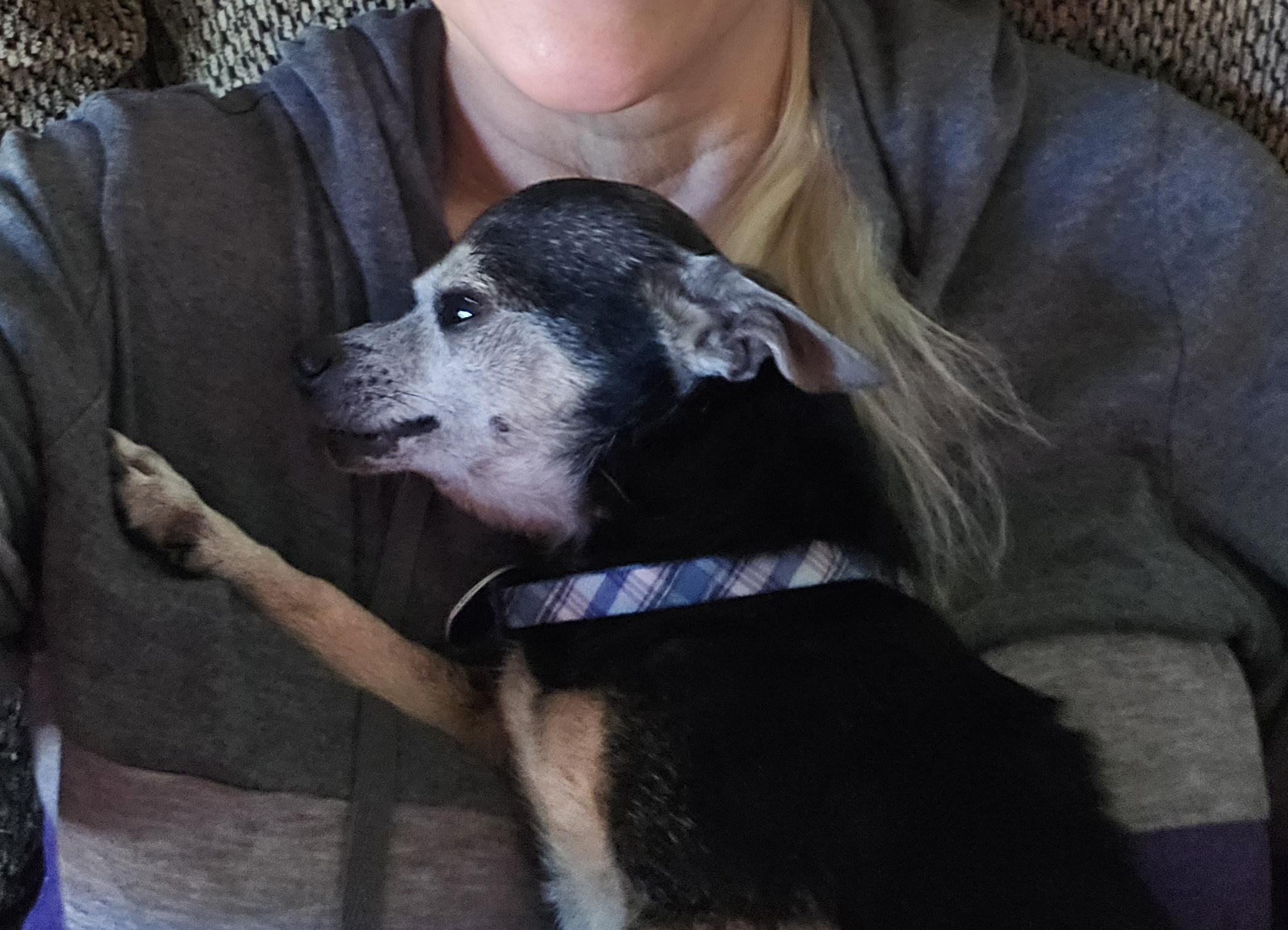 Enlarge Tito, a ADOPTABLE Chihuahua in El Dorado, KS image 5/5
