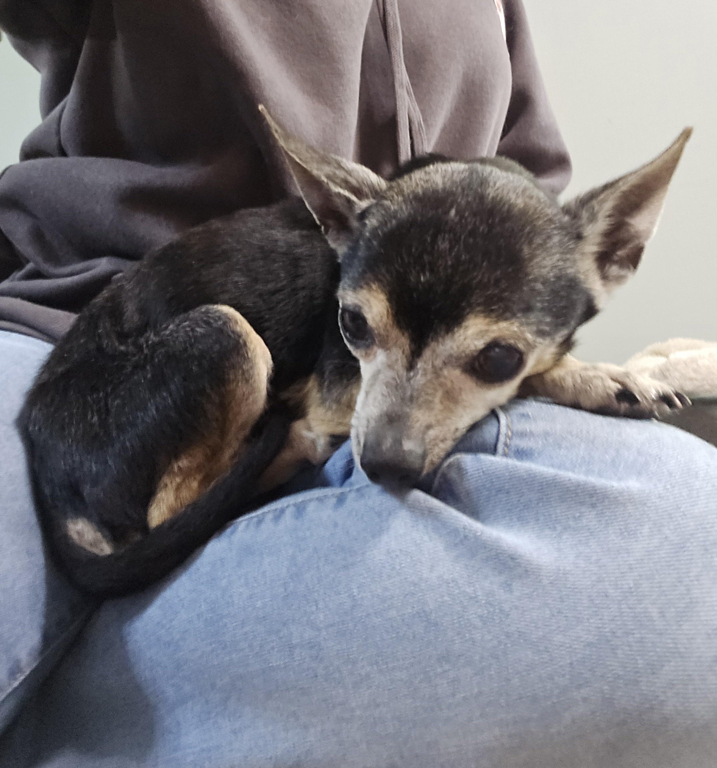 Enlarge Tito, a ADOPTABLE Chihuahua in El Dorado, KS image 2/5