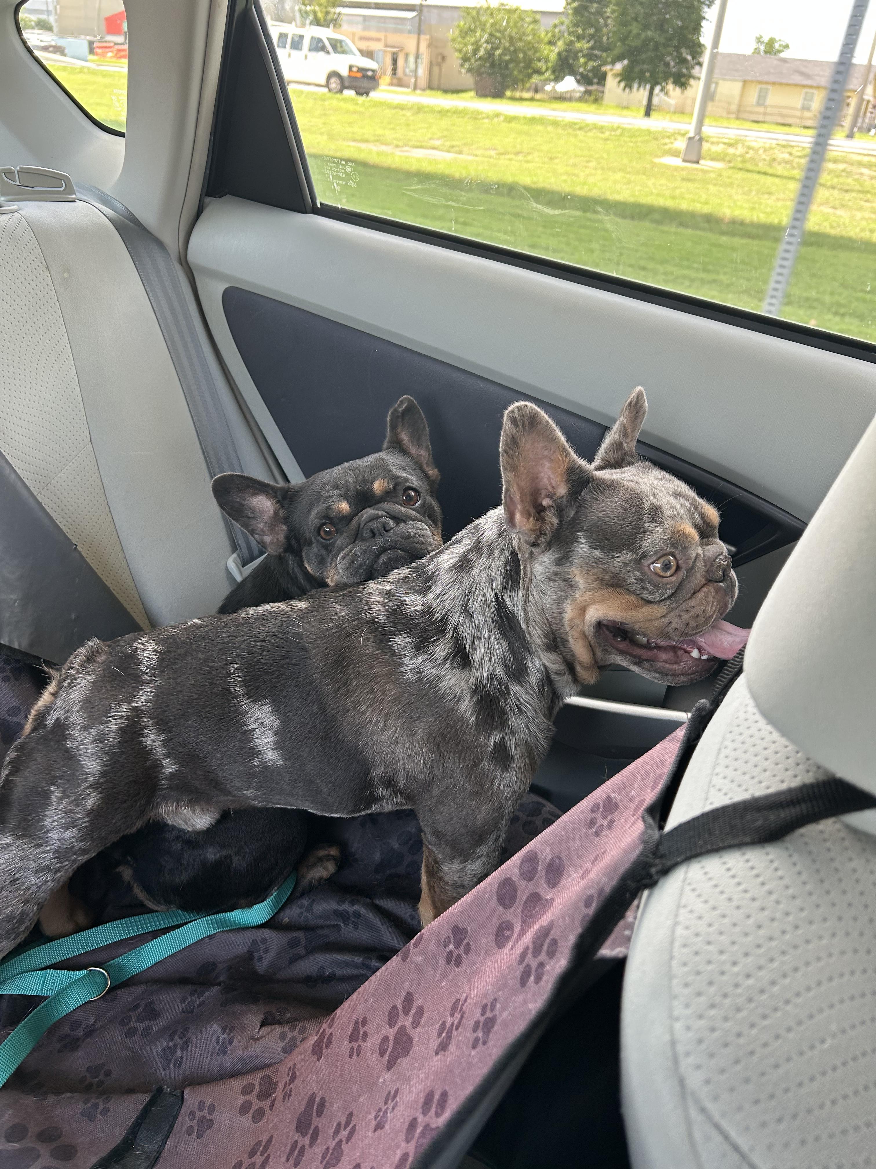 Enlarge Mulder, a ADOPTABLE French Bulldog in New Orleans, LA image 5/5