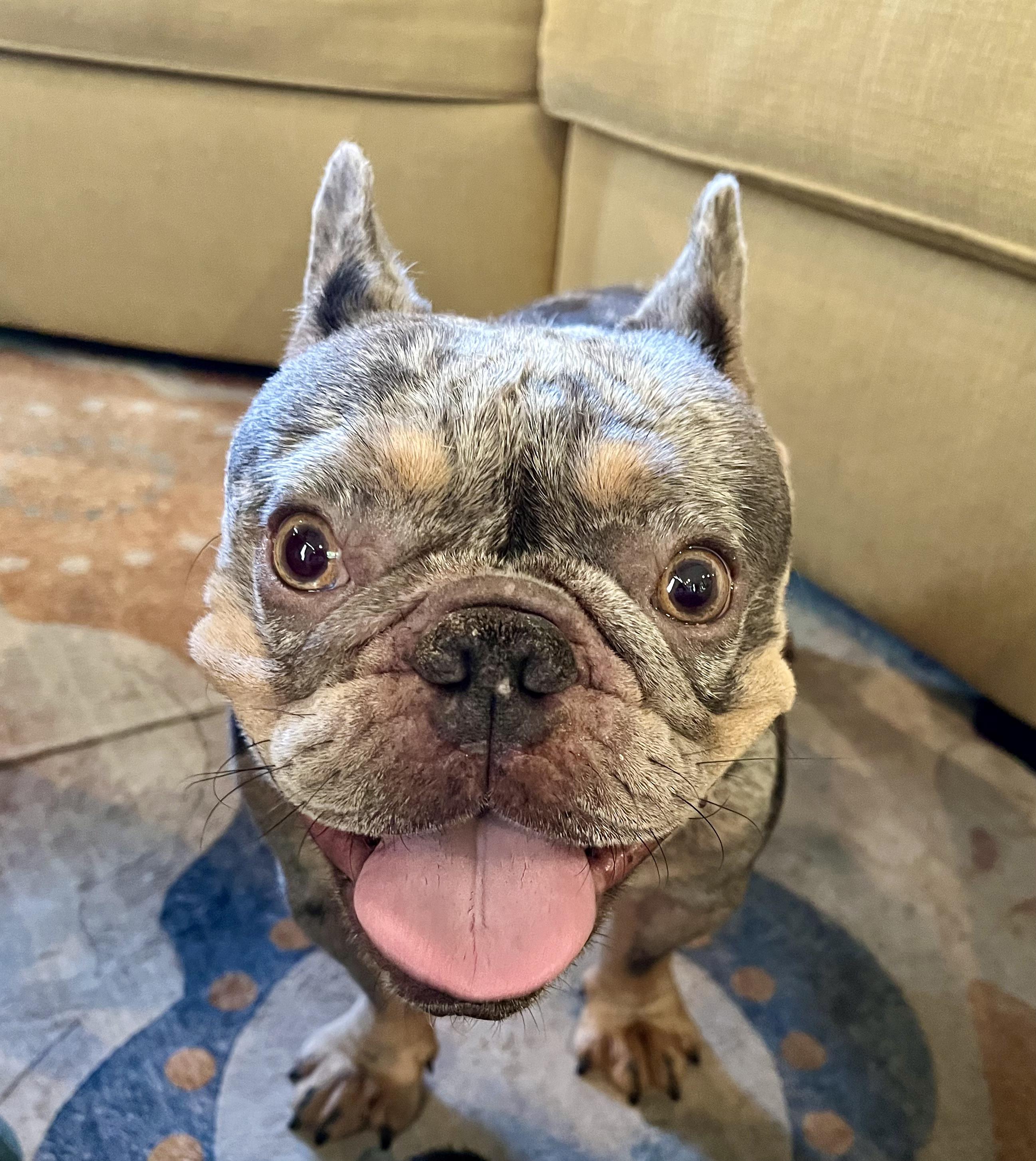 Enlarge Mulder, a ADOPTABLE French Bulldog in New Orleans, LA image 4/5