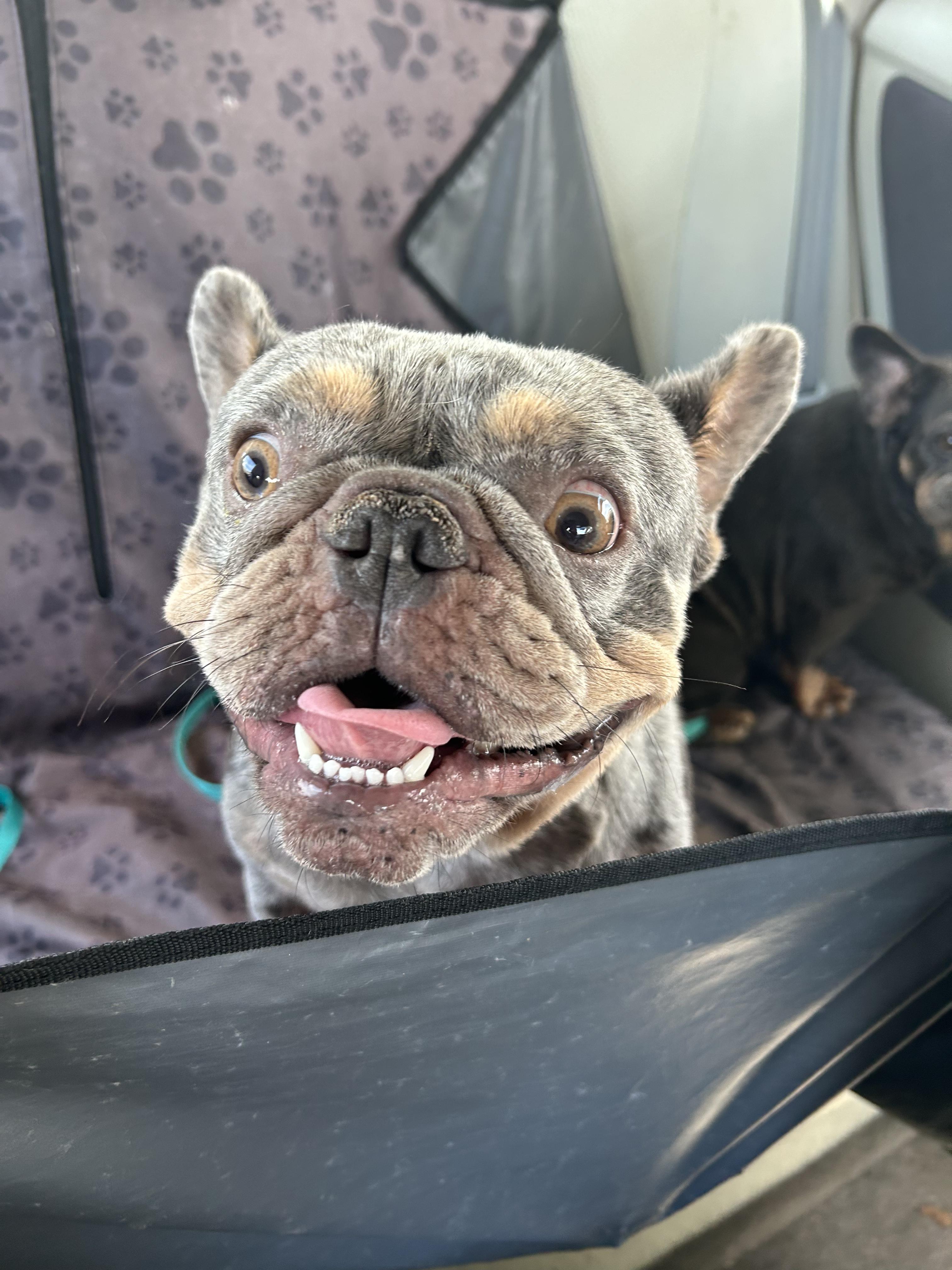 Enlarge Mulder, a ADOPTABLE French Bulldog in New Orleans, LA image 2/5