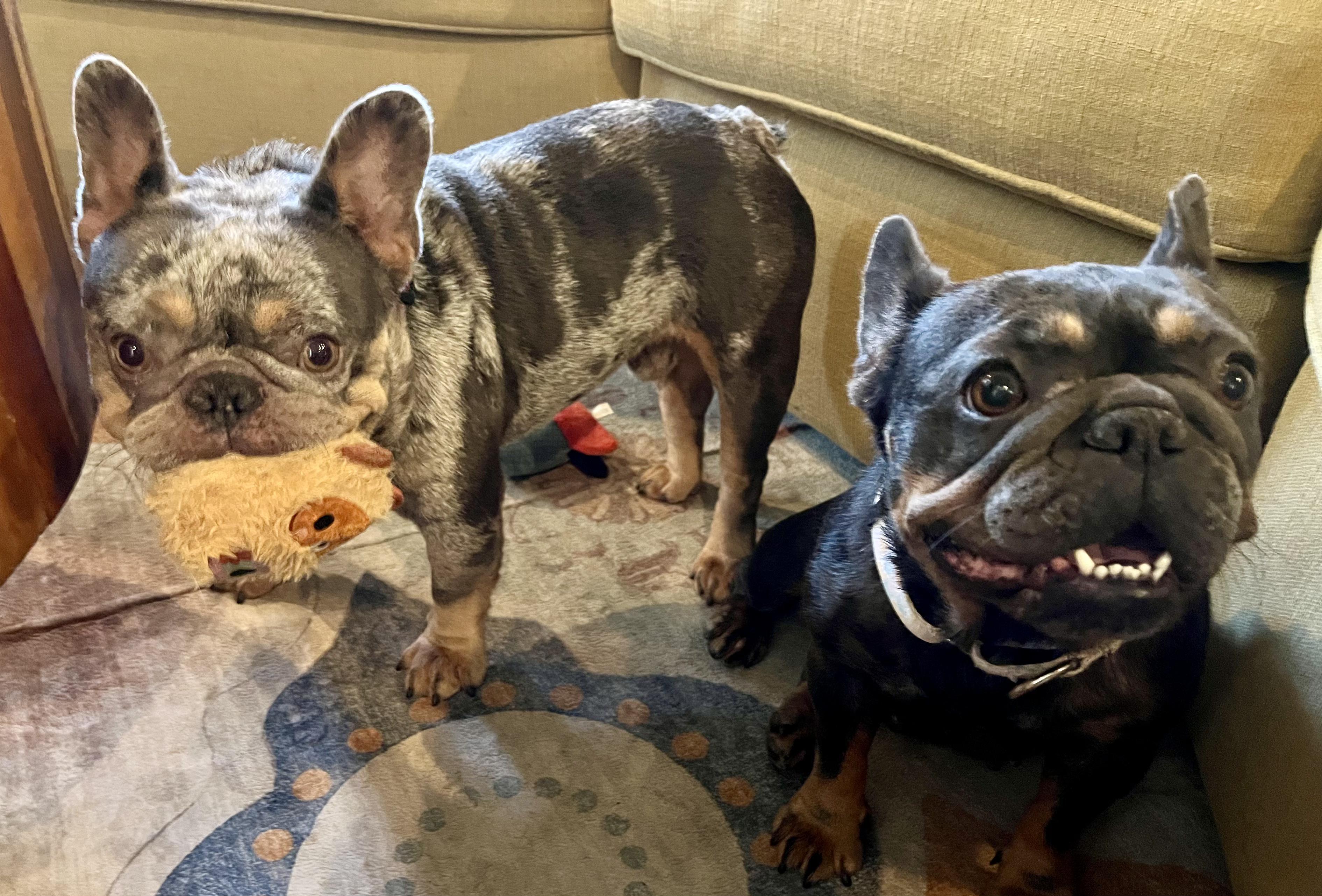 Enlarge Mulder, a ADOPTABLE French Bulldog in New Orleans, LA image 3/5