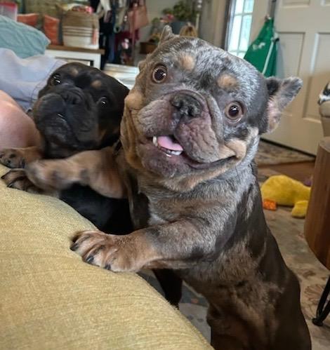 Enlarge Mulder, a ADOPTABLE French Bulldog in New Orleans, LA image 1/5