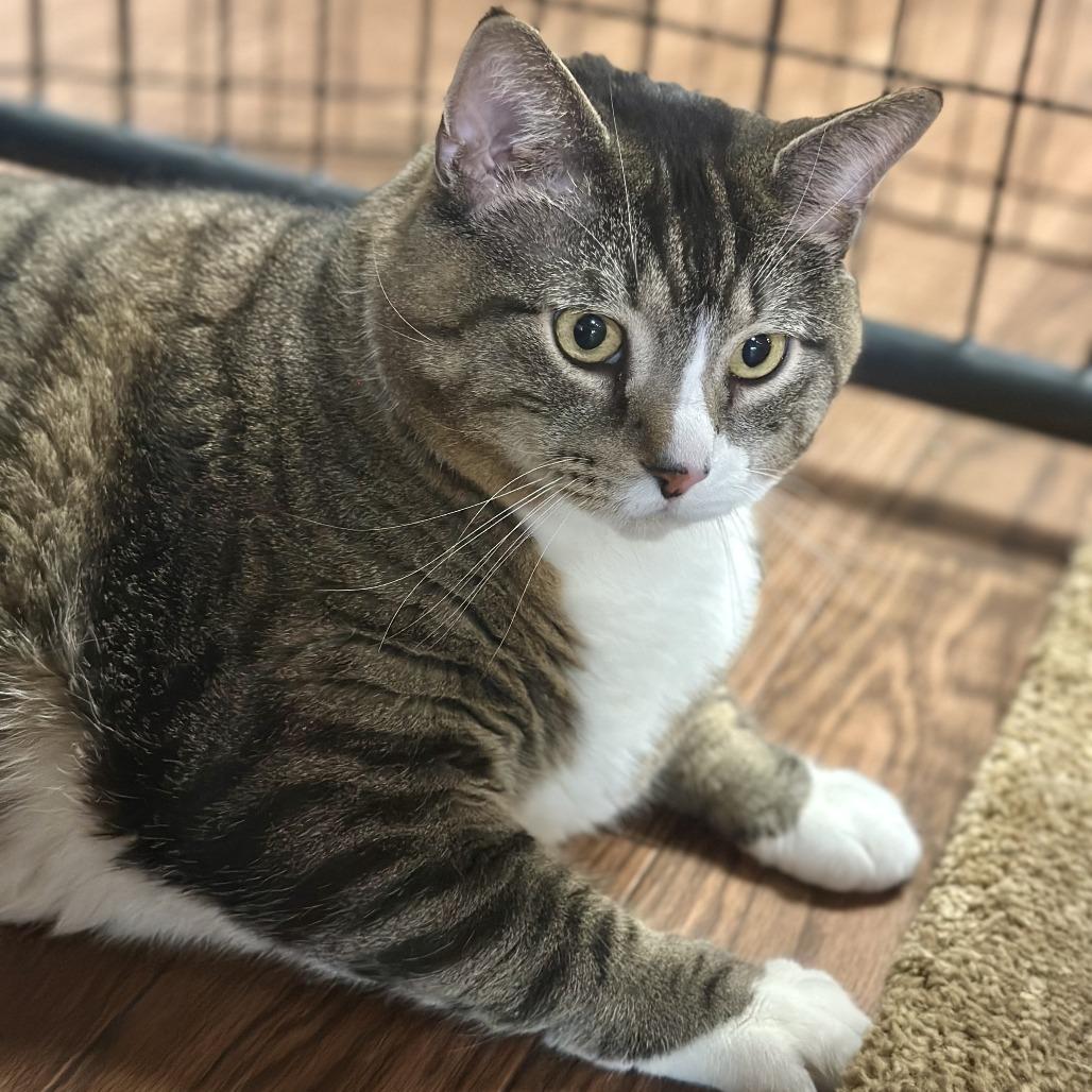 Velo, Adoptable, Adult Male Domestic Short Hair.