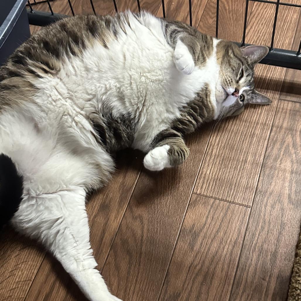 Velo, a Adoptable Domestic Short Hair in Saratoga Springs, NY image 2/5