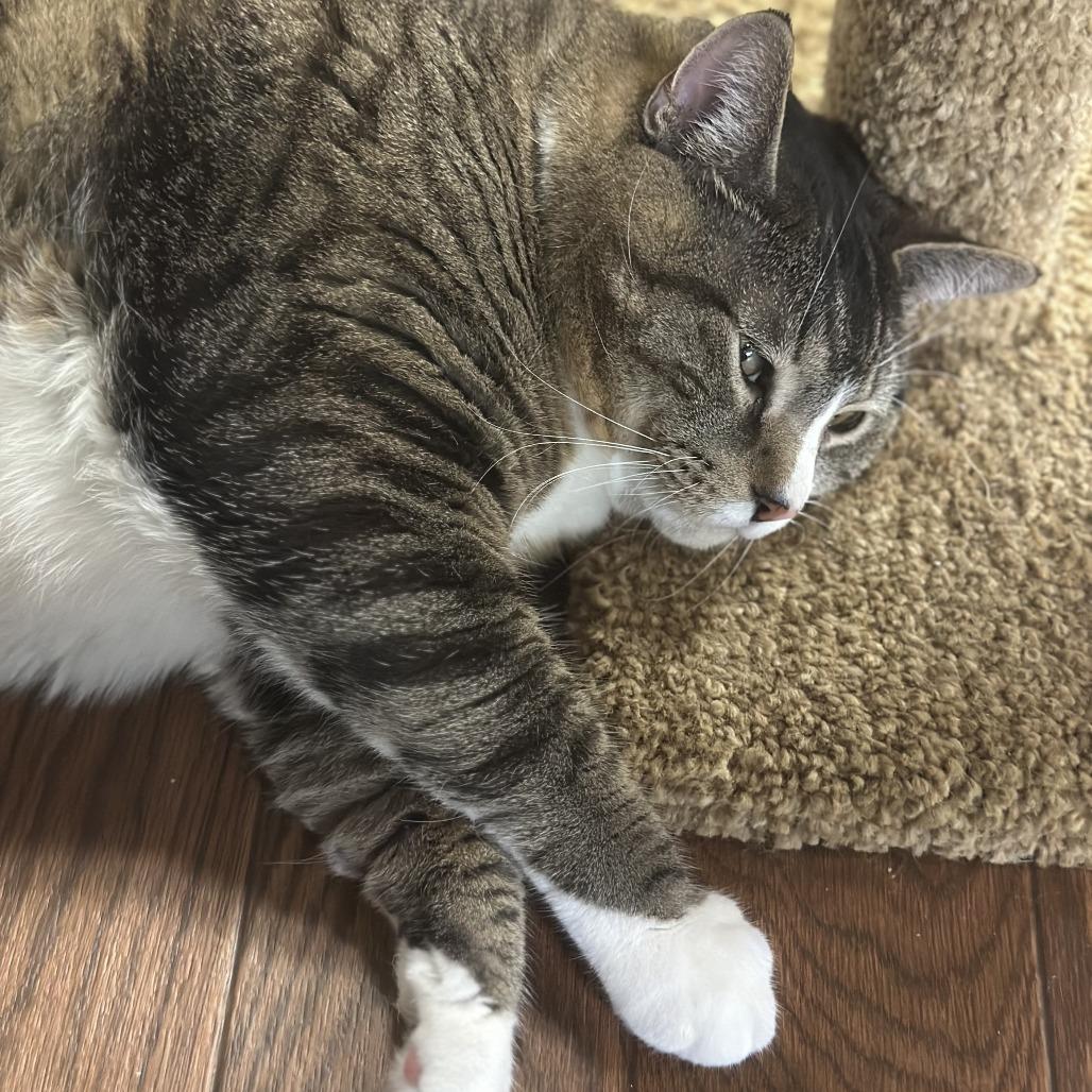 Velo, a Adoptable Domestic Short Hair in Saratoga Springs, NY image 4/5