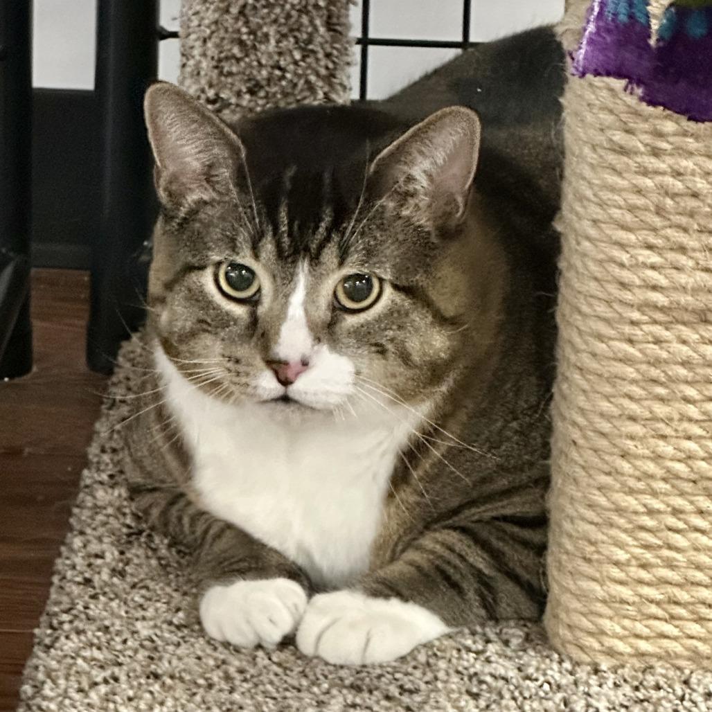 Velo, a Adoptable Domestic Short Hair in Saratoga Springs, NY image 5/5