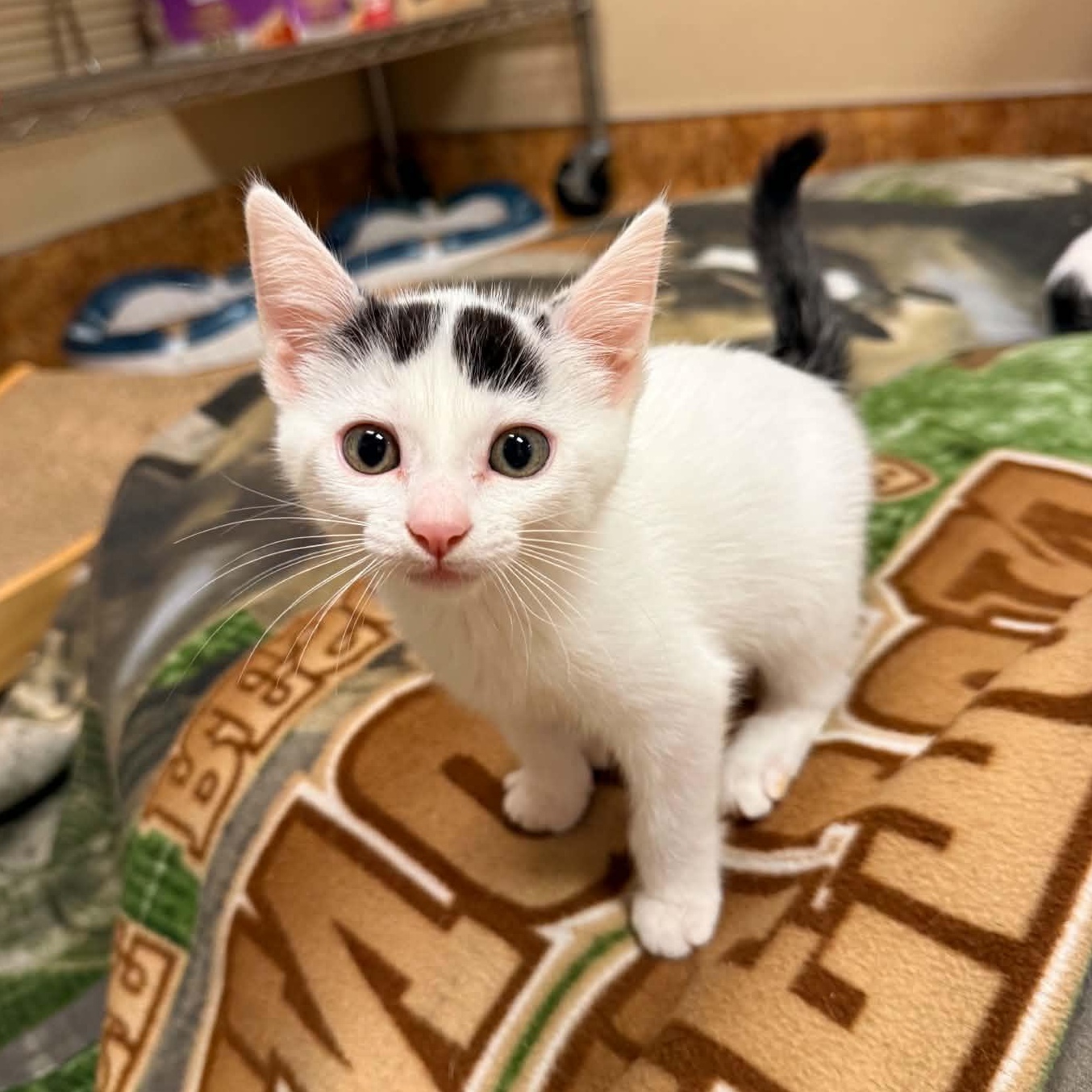 Jinxie, Adopted, Kitten Female Domestic Short Hair.