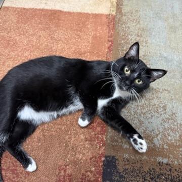 Enlarge Cosmo, a Adoptable Domestic Short Hair in Baldwin, WI image 1/6