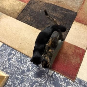 Enlarge Cosmo, a Adoptable Domestic Short Hair in Baldwin, WI image 3/6