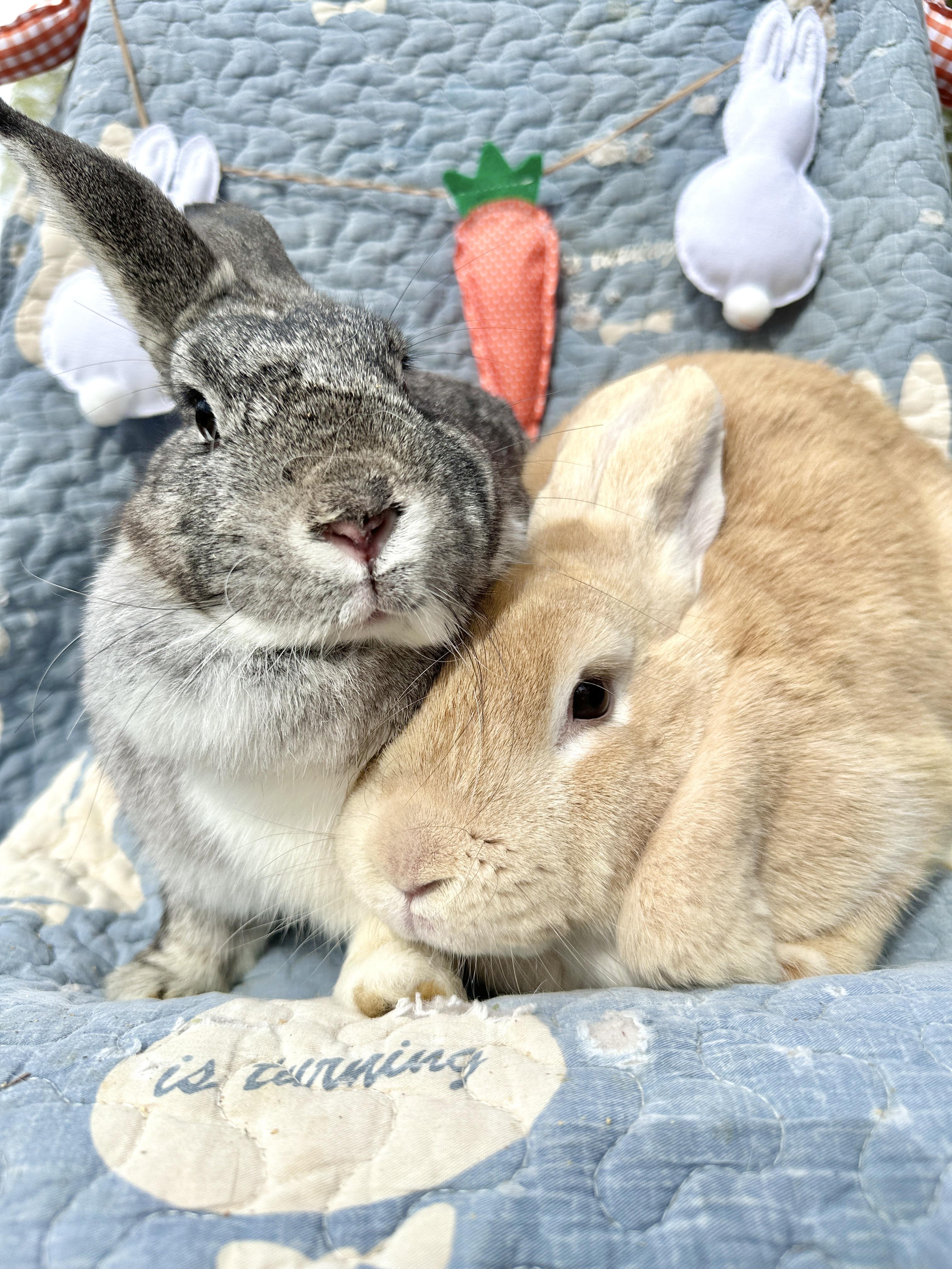 Enlarge Sugar (Bonded with Muffin), a Adoptable American in Midlothian, VA image 4/5