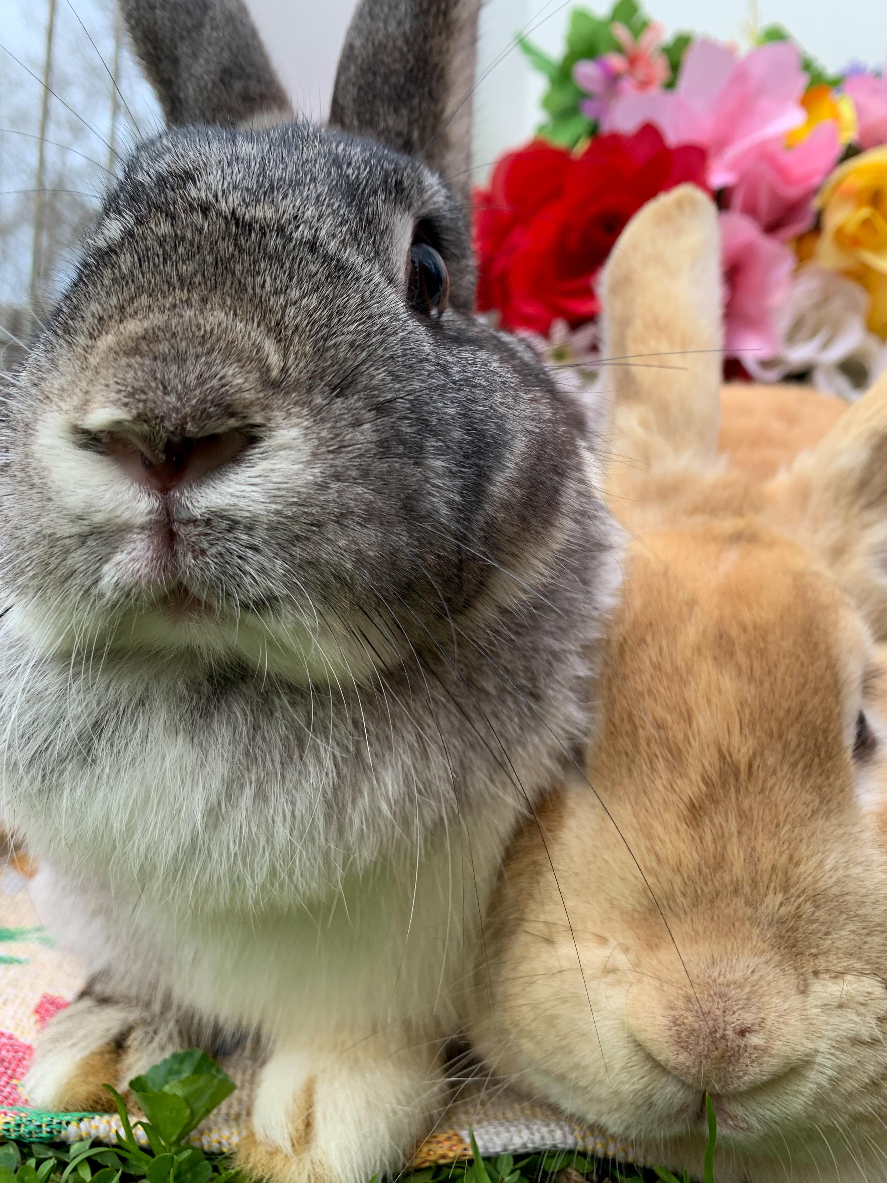 Sugar (Bonded with Muffin), Adoptable, Adult Female American.