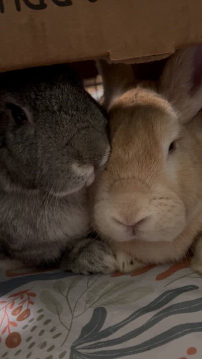 Enlarge Sugar (Bonded with Muffin), a Adoptable American in Midlothian, VA video 5/5