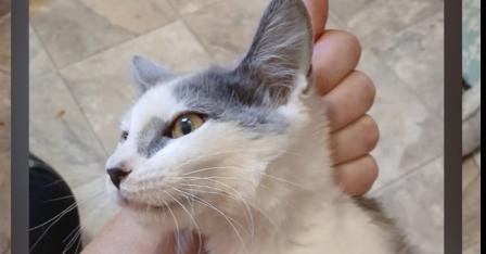 Link, Adoptable, Kitten Female Domestic Short Hair.