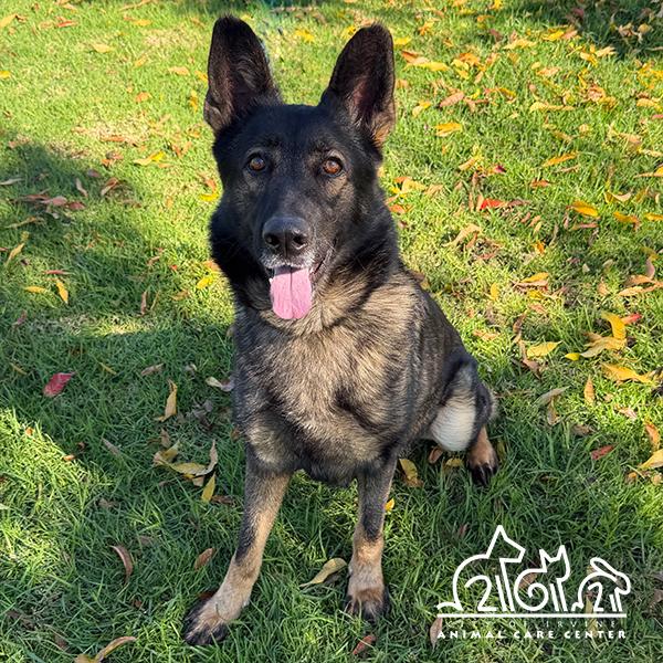 STRUDEL, Adoptable, Adult Male German Shepherd Dog.