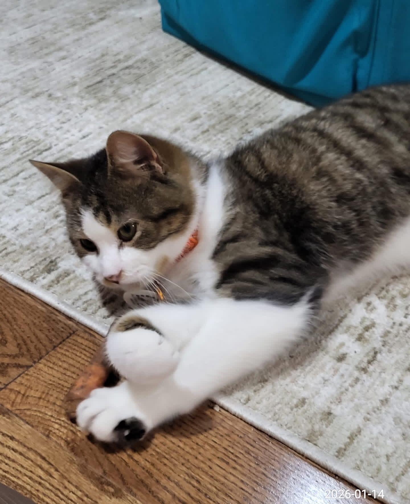 Enlarge Bop, a ADOPTABLE mixed breed in Newmarket, ON image 2/6