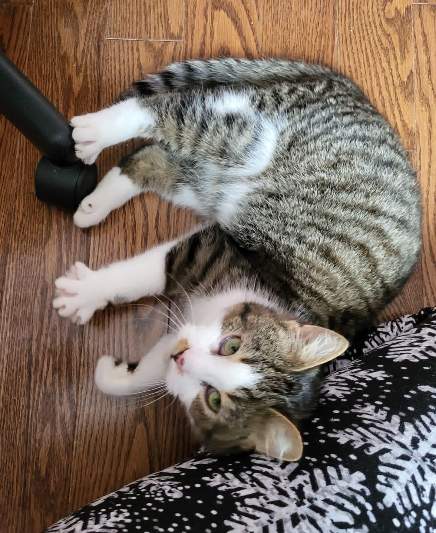 Enlarge Bop, a ADOPTABLE mixed breed in Newmarket, ON image 4/6