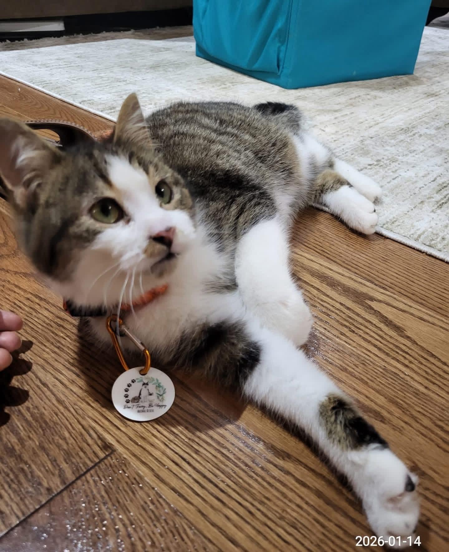 Enlarge Bop, a ADOPTABLE mixed breed in Newmarket, ON image 3/6